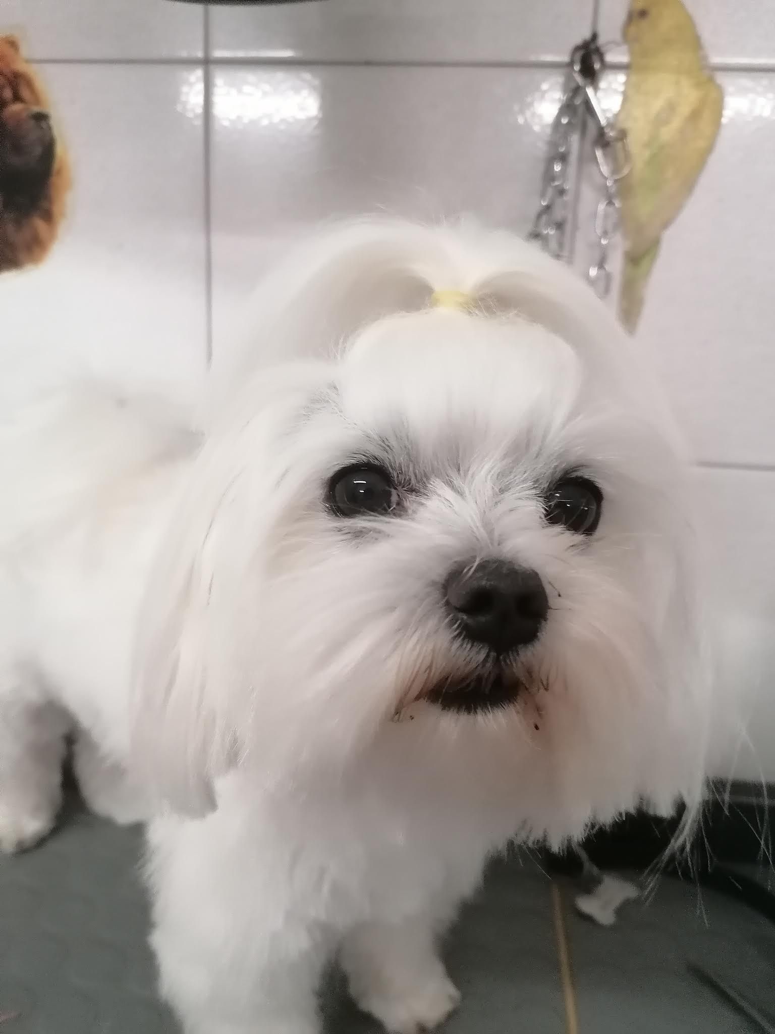 Cane maltese bianco con ciuffo, in casa.
