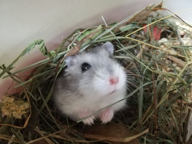 Piccolo criceto grigio e bianco in un nido di fieno, che guarda verso l'alto con espressione curiosa.