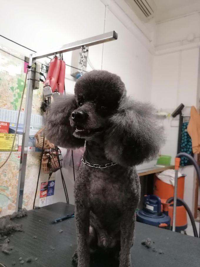 Barboncino nero con taglio da esposizione, in piedi su un tavolo da toelettatura, in un salone di toelettatura.