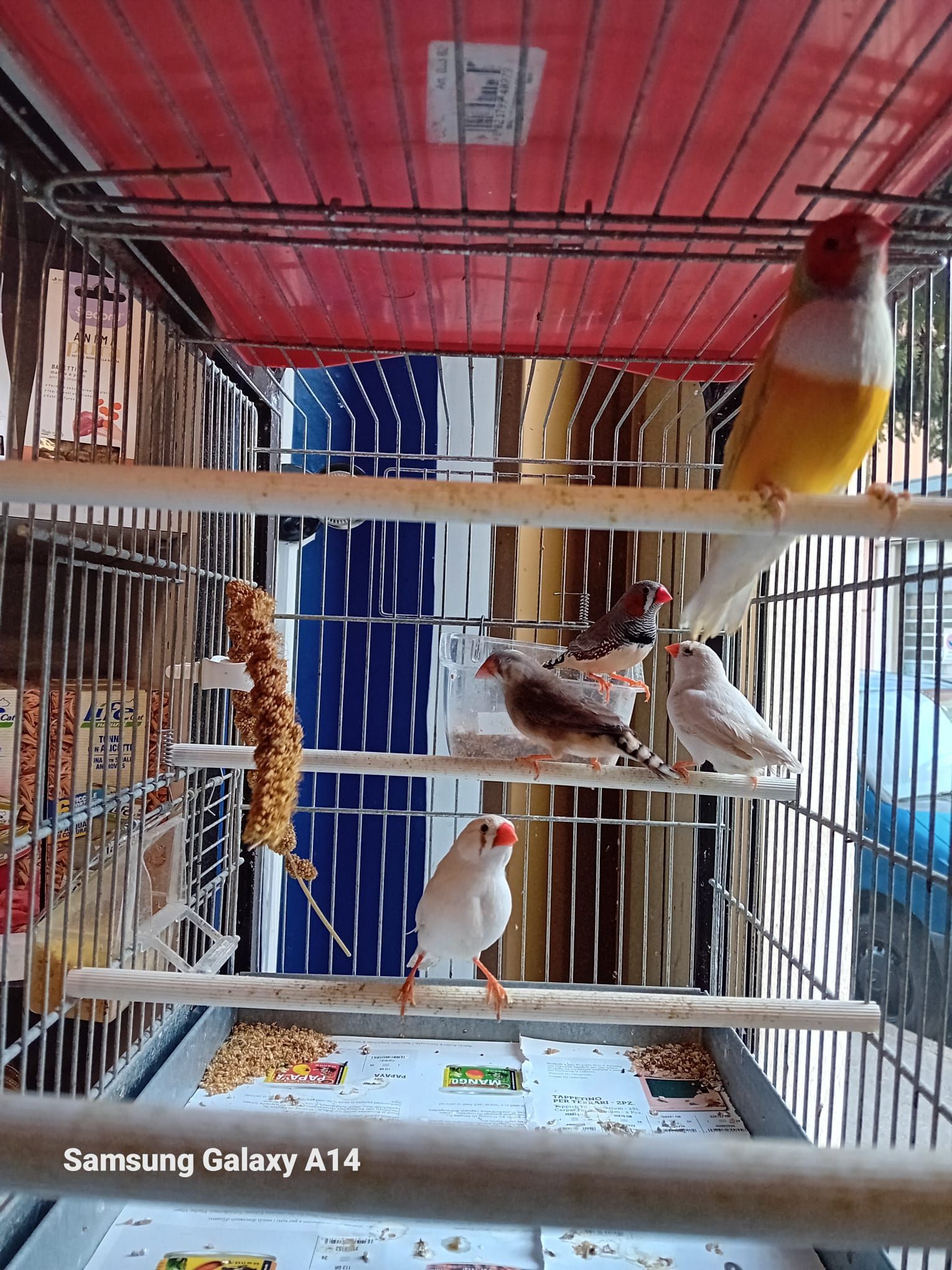 Diversi fringuelli colorati in una gabbia con cibo e trespoli.