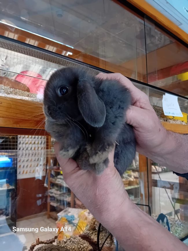 Persona che tiene in mano un piccolo coniglio grigio con le orecchie cadenti in un negozio di animali.