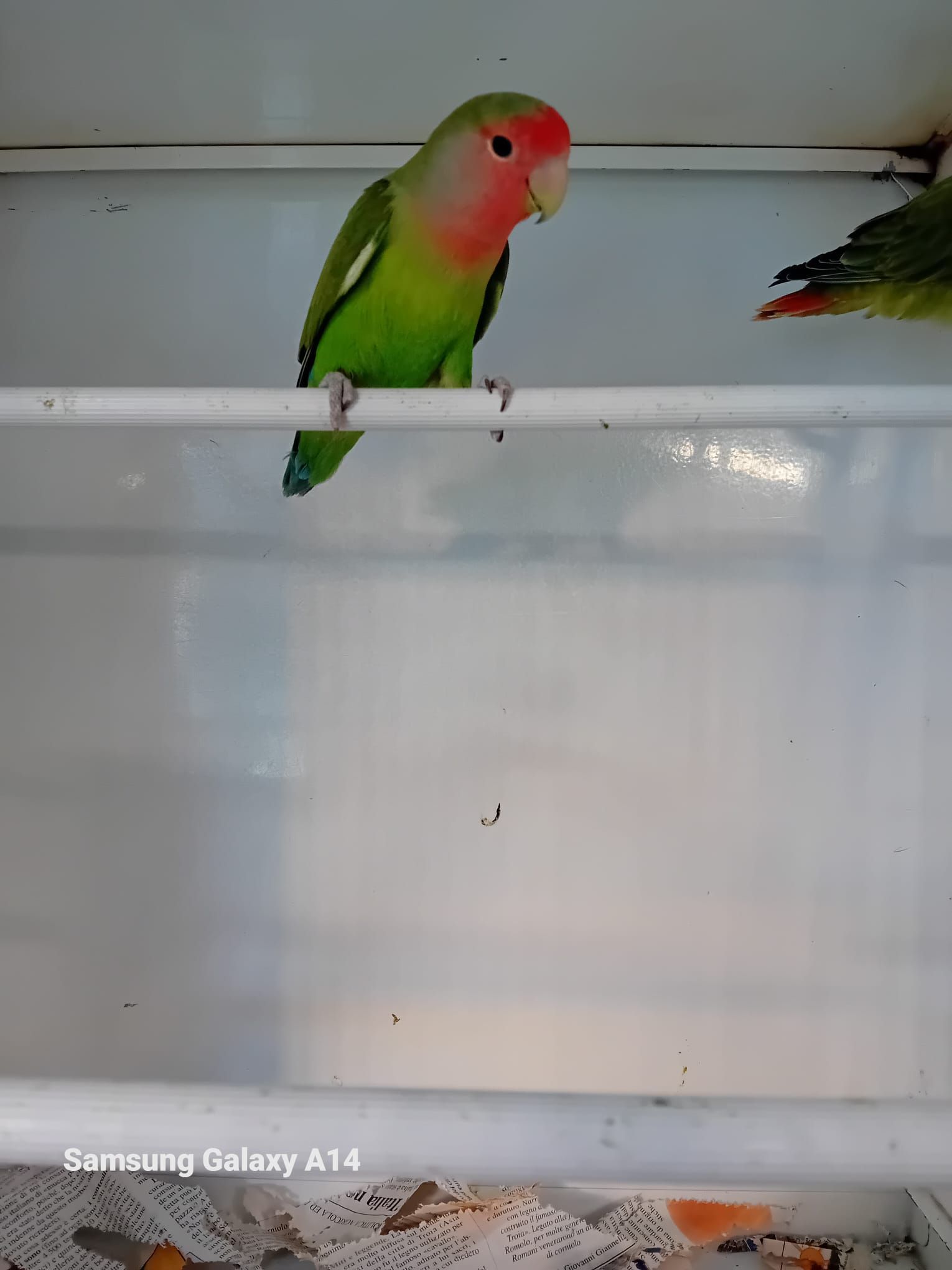 Inseparabile faccia di pesca appollaiato su una barra bianca, testa rossa, corpo verde, becco bianco, in una gabbia.