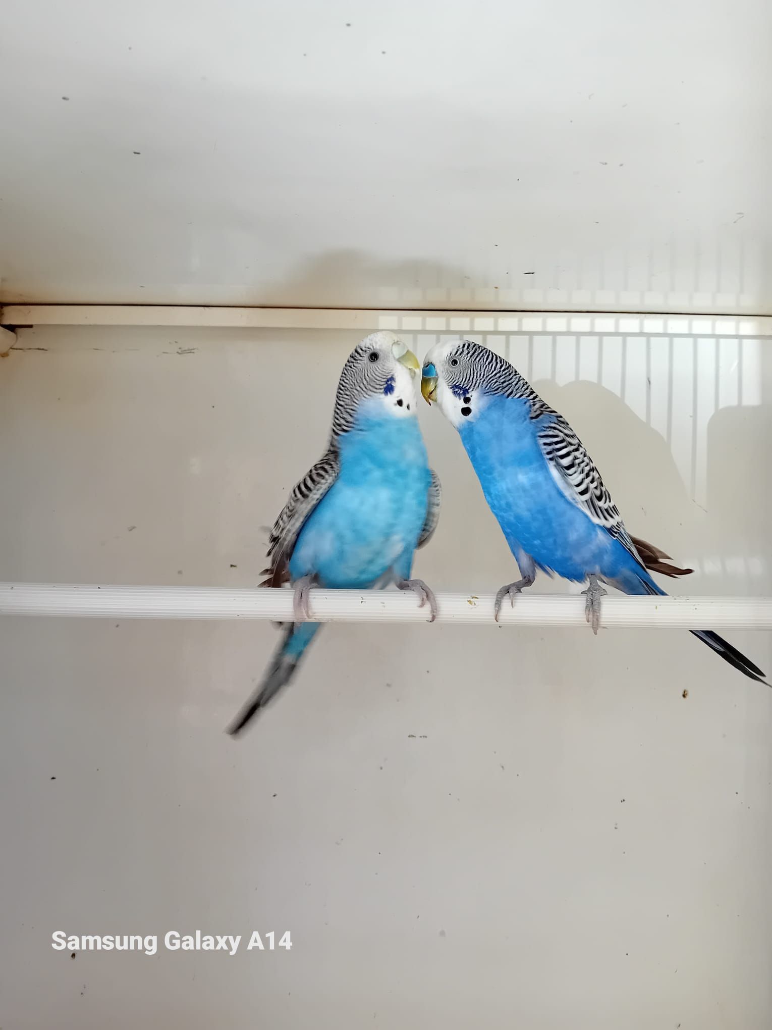 Due parrocchetti blu appollaiati su un bastone bianco, con i becchi che si toccano, all'interno di un recinto bianco.