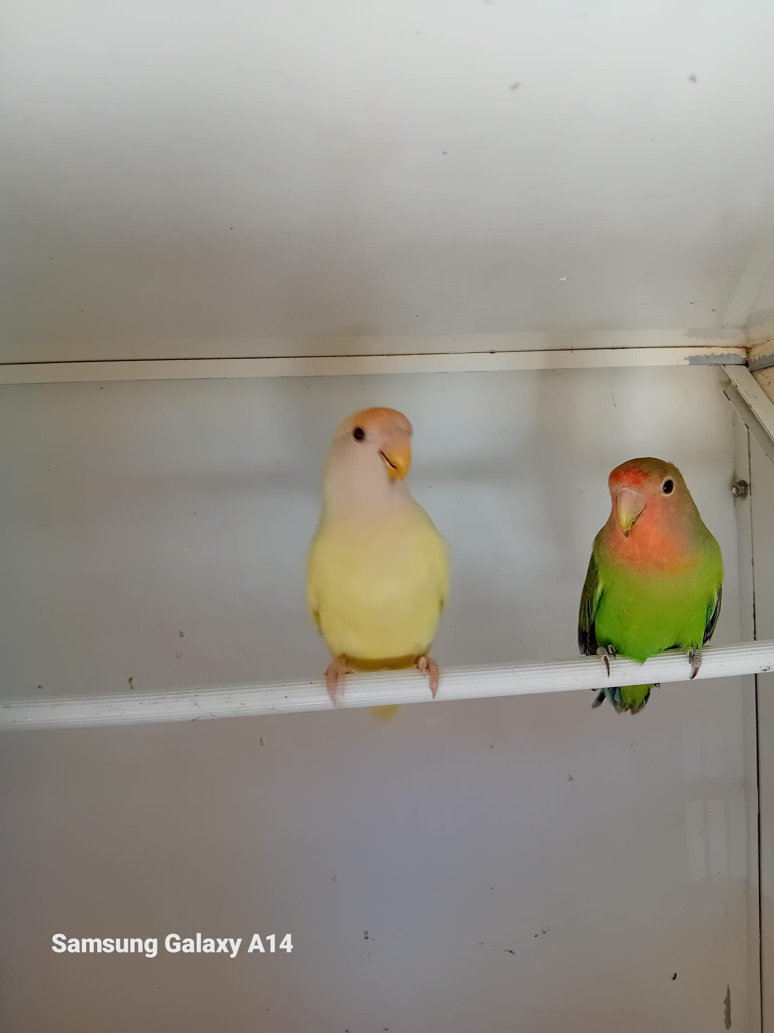 Due inseparabili: uno giallo e uno verde, appollaiati su un bastoncino bianco all'interno di un recinto chiaro.