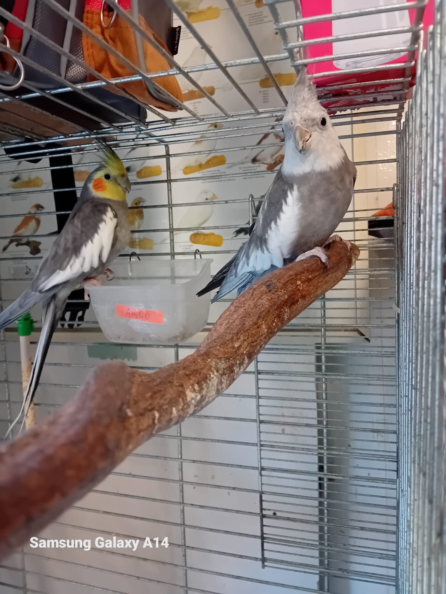 Due calopsitte in gabbia, una appollaiata su un ramo. Piumaggio grigio e bianco, con macchie gialle sulla testa dell'altra.