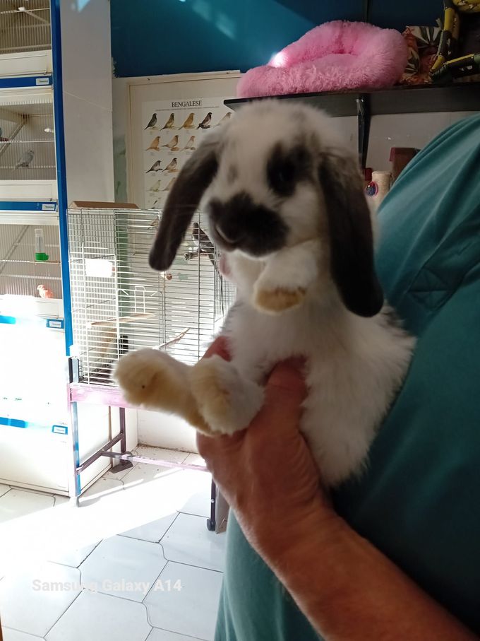 Una persona tiene in casa un coniglio bianco e grigio con le orecchie cadenti. Il coniglio sembra vigile.