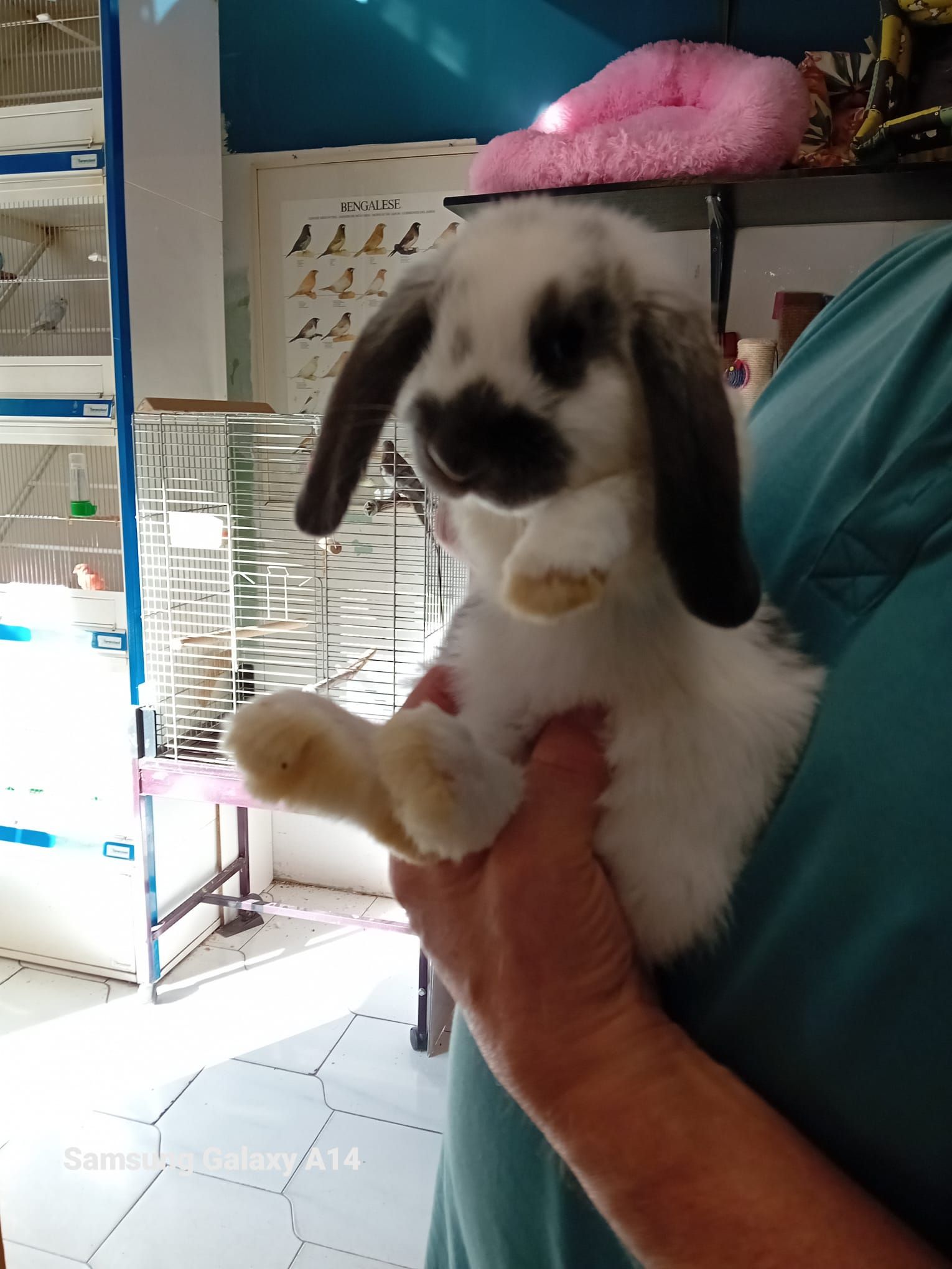Persona che tiene in mano un coniglio bianco e grigio con le orecchie cadenti. Il coniglio ha delle macchie nere intorno agli occhi e alle orecchie.