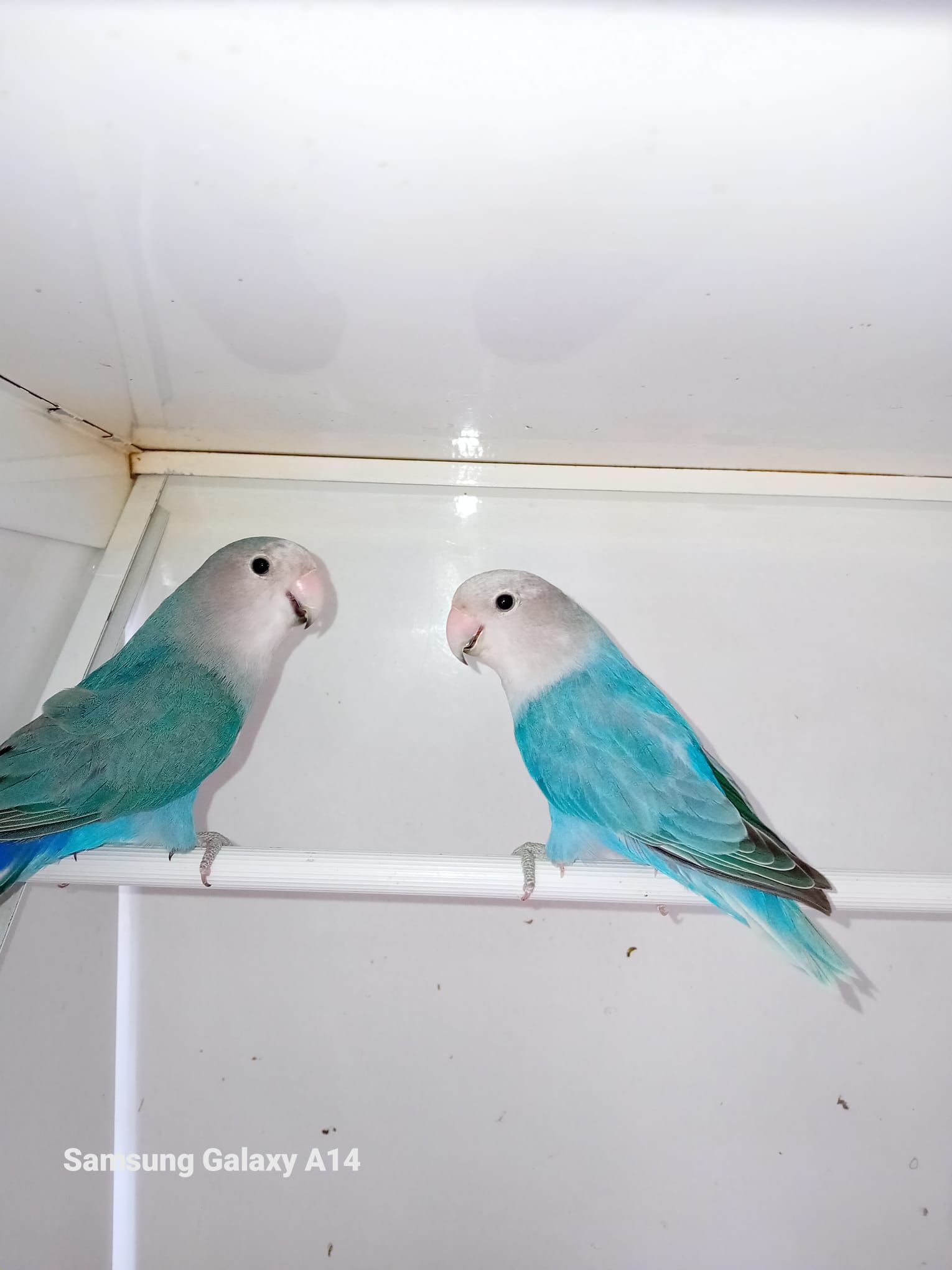 Due inseparabili blu e bianchi sono appollaiati su un bastone bianco in una gabbia, uno di fronte all'altro.