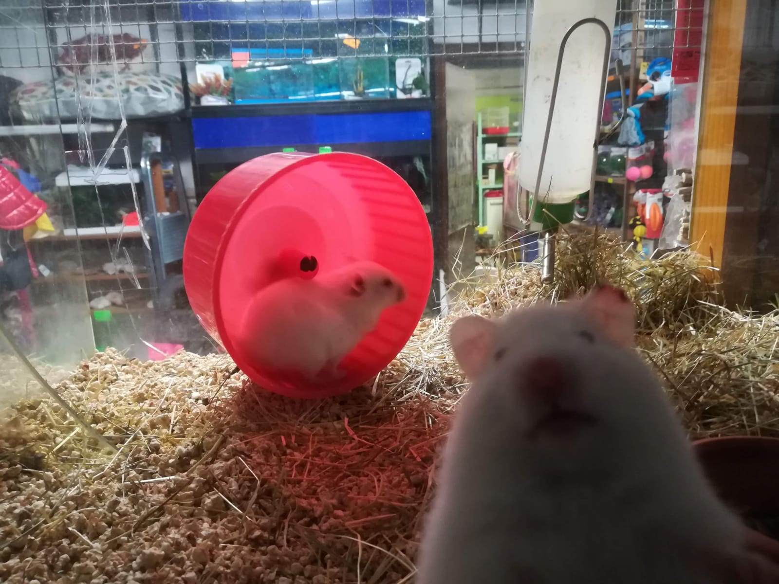 Toelettatura Milano Argo pet shop