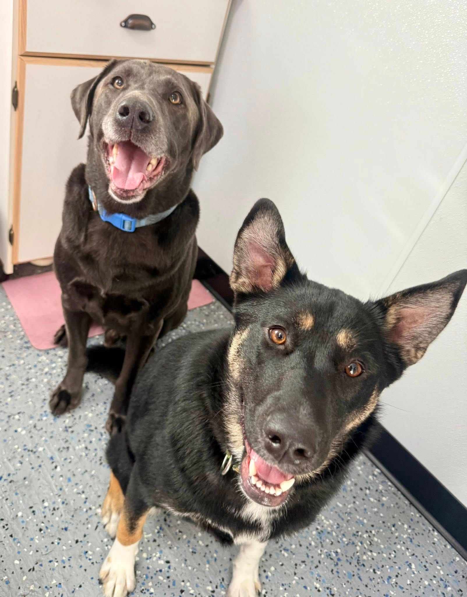 Two dogs, one gray, one black and tan, sit close together, looking up with happy expressions.