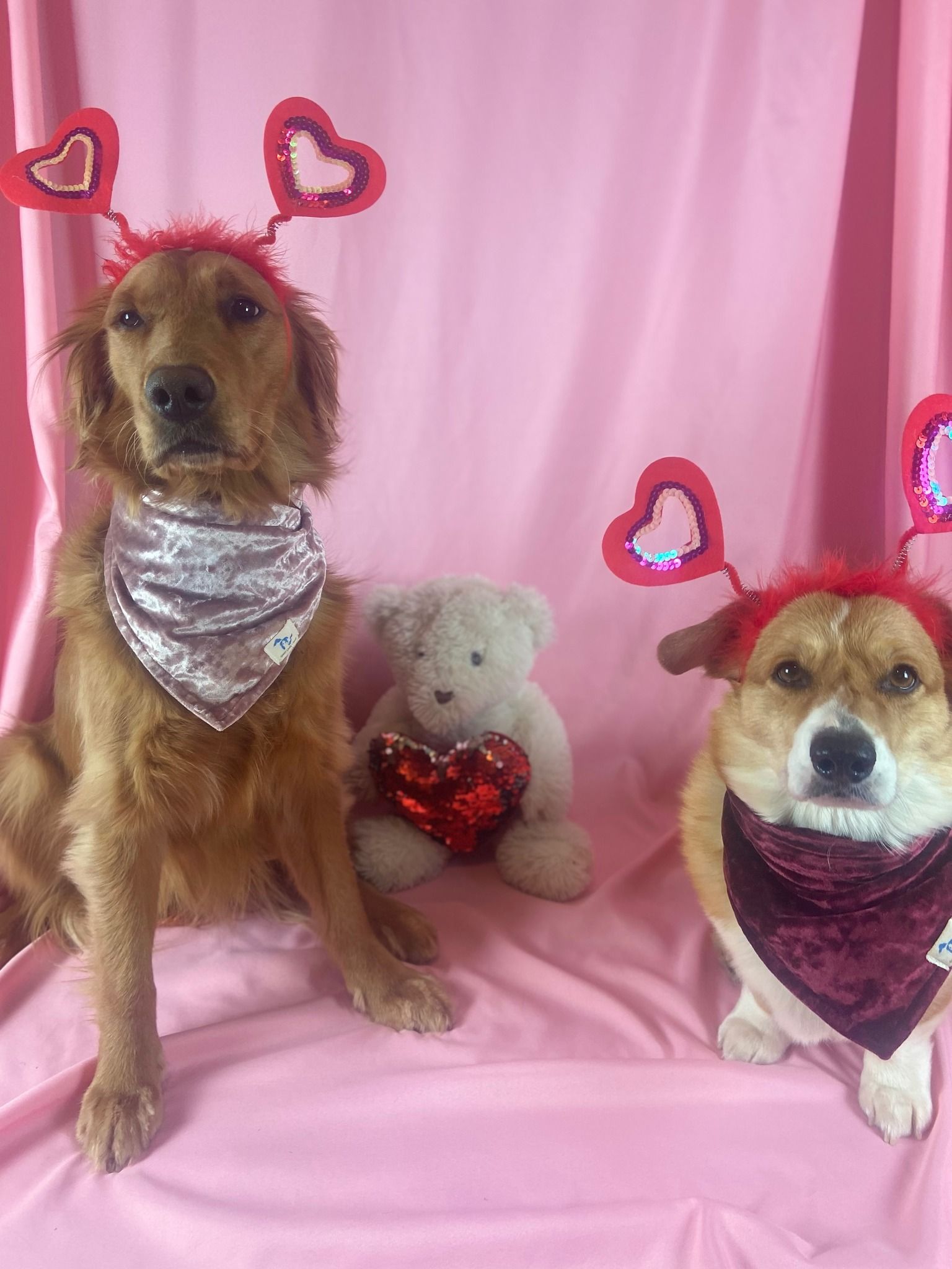 Two dogs wearing heart-shaped headbands and bandanas, posed on a pink backdrop with a teddy bear holding a heart.