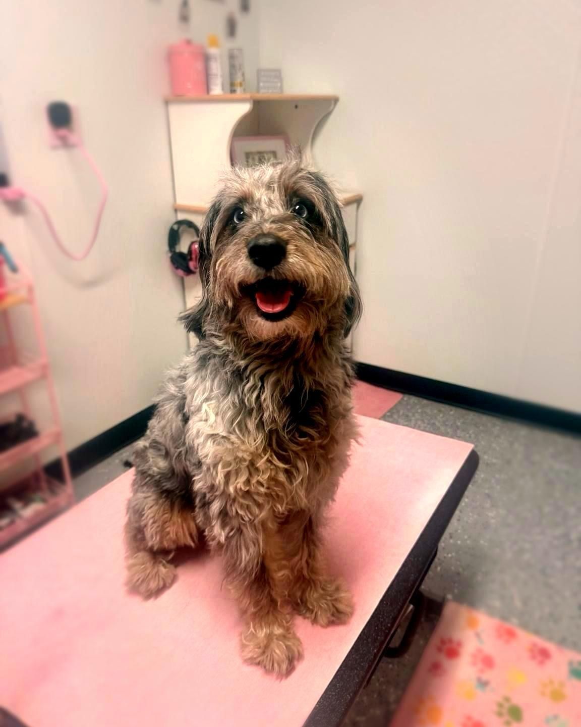Happy dog with multi-colored fur sits on a pink table, in a grooming setting.