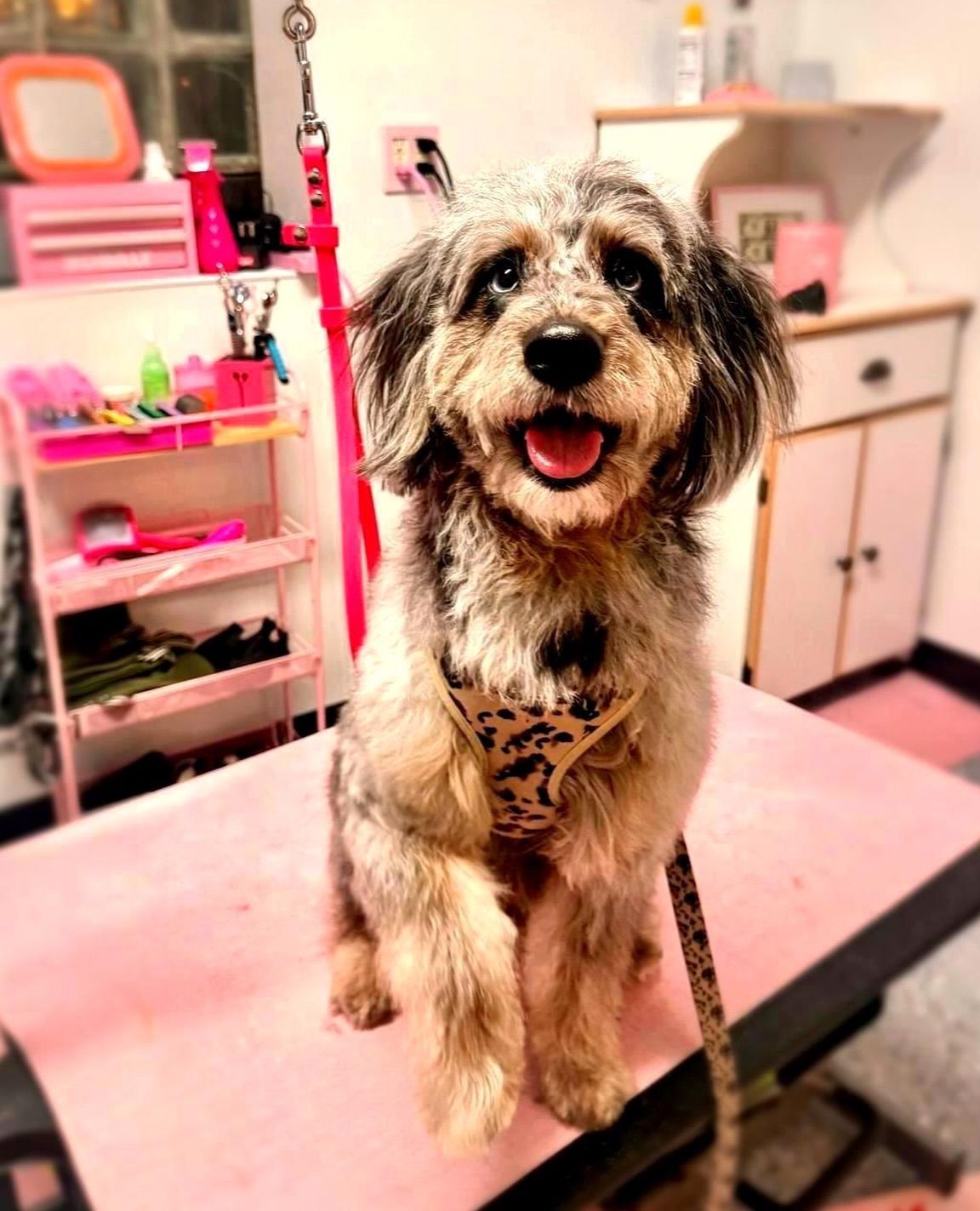 Happy dog with multi-colored fur sits on pink grooming table, one paw raised.