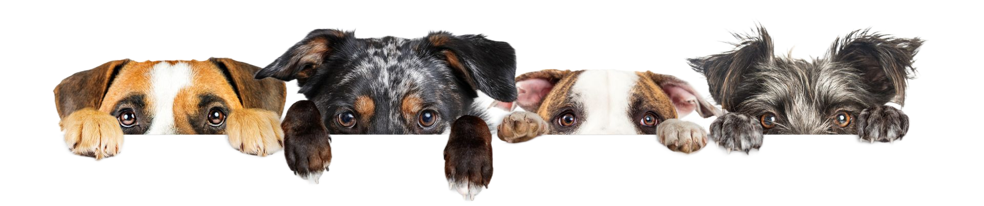 Five dogs, heads and paws visible, peeking over a white surface.