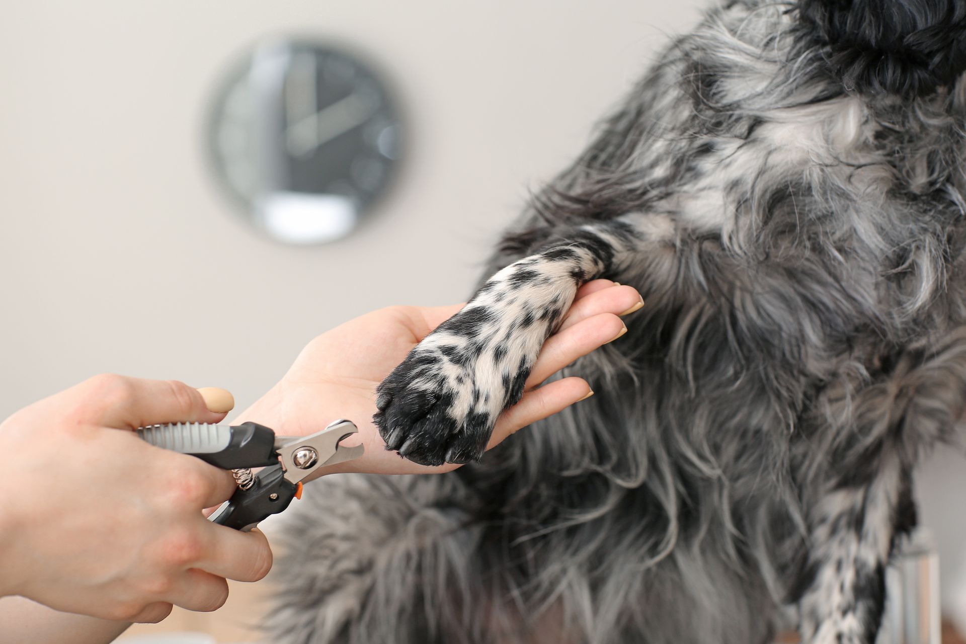 Person trimming dog's paw nails with clippers; interior setting, spotted dog.