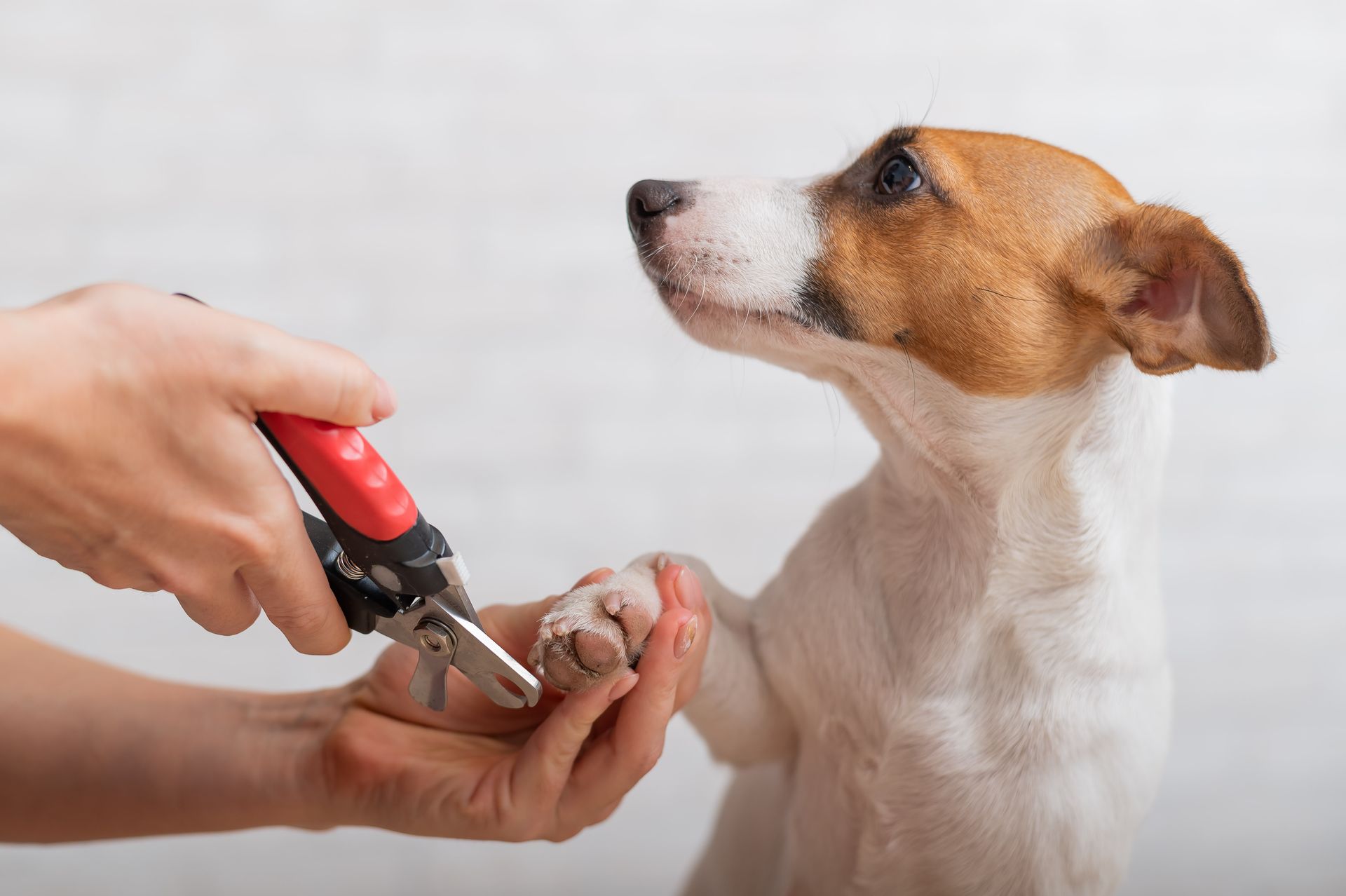 Person trimming dog's nails with clippers. Dog looks up, holding up paw. White background.