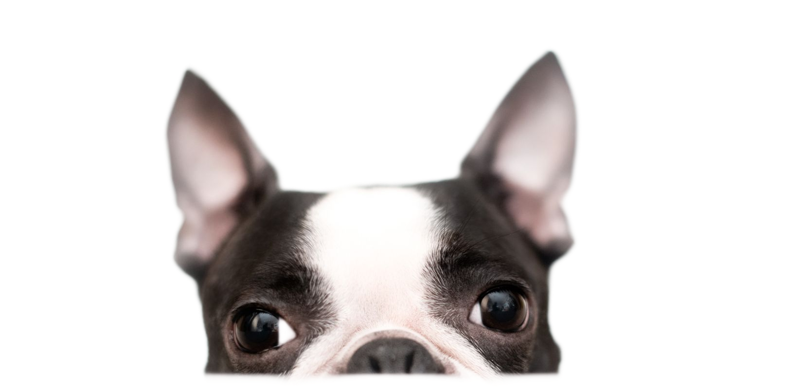 Black and white Boston Terrier dog peeking over a white surface, with large eyes and perky ears.