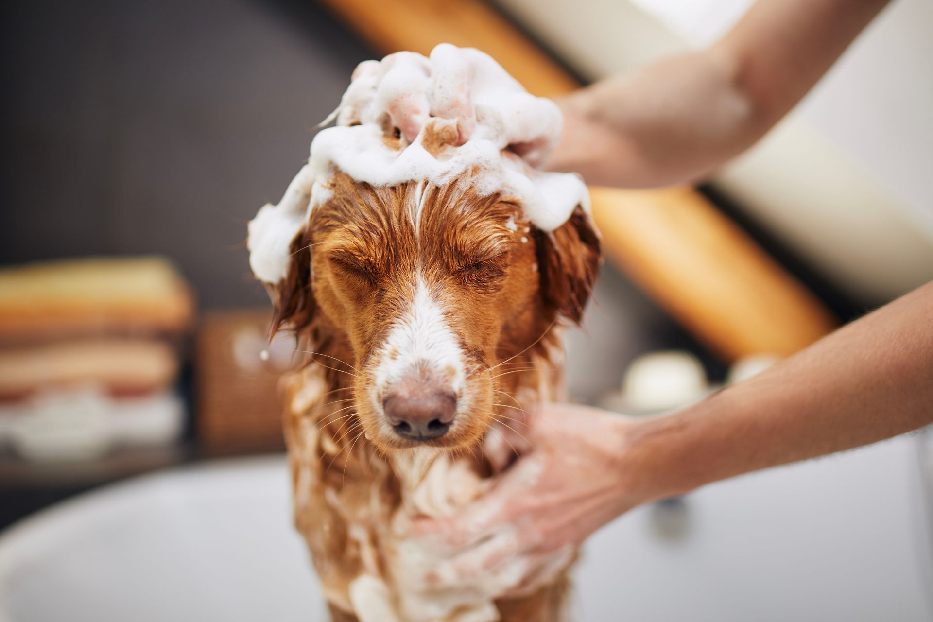 Dog being bathed with soapy water; brown and white fur, eyes closed.