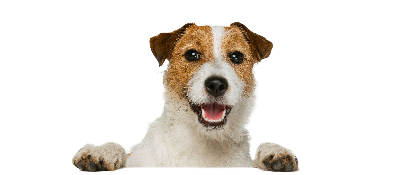 A happy Jack Russell Terrier with brown and white fur, looking at the viewer.