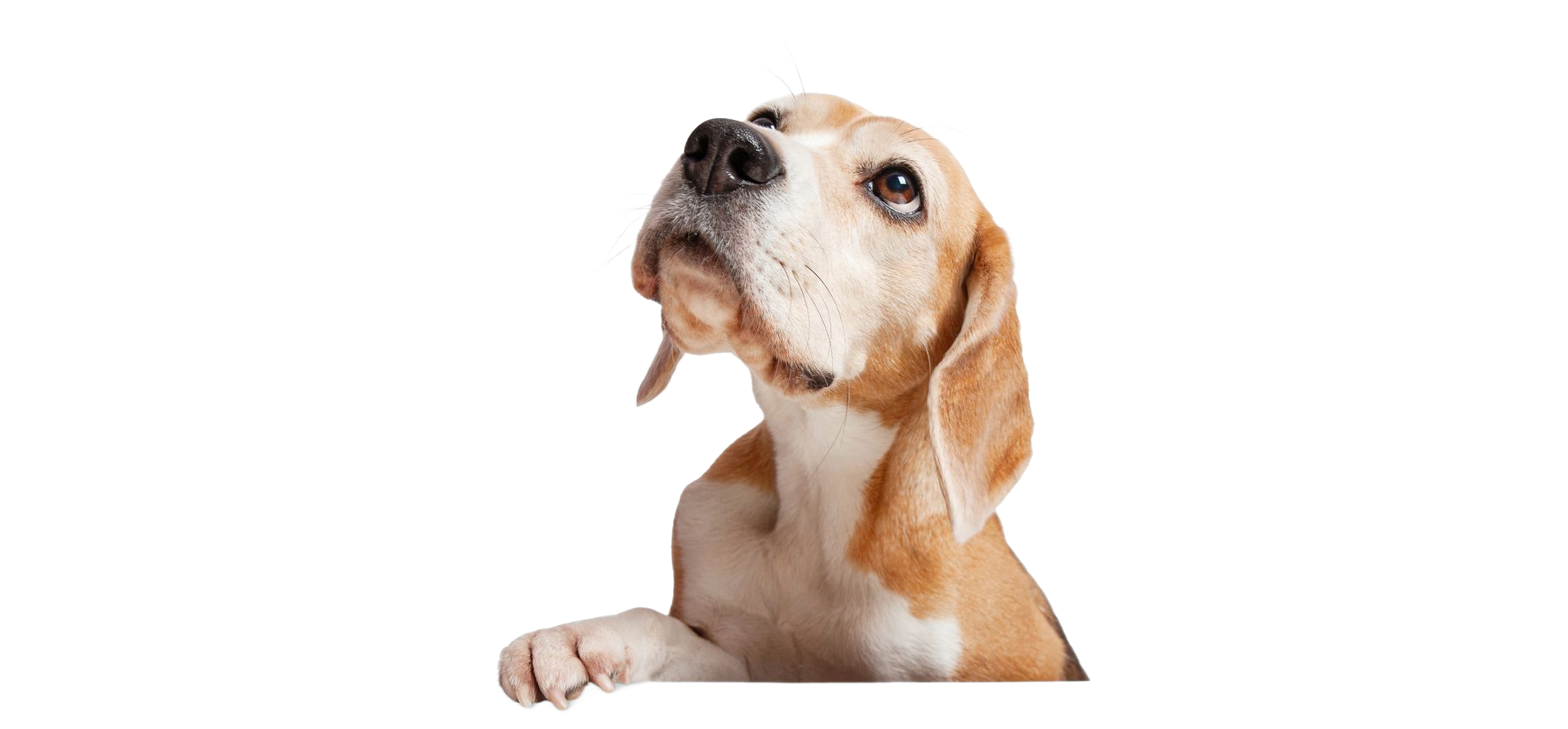 Beagle looking upwards with a curious expression, against a white background.