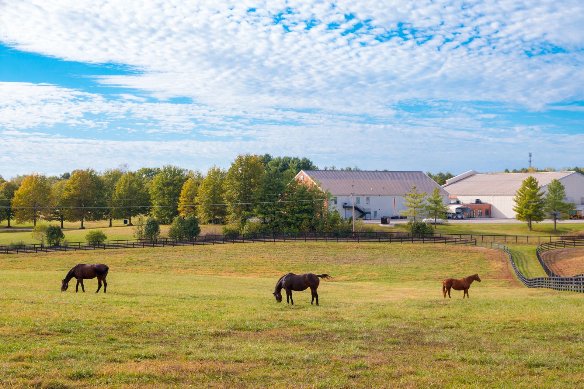 Three horses are grazing in a field with a barn in the background.