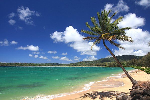 A single palm tree on a Hawaiian beach.