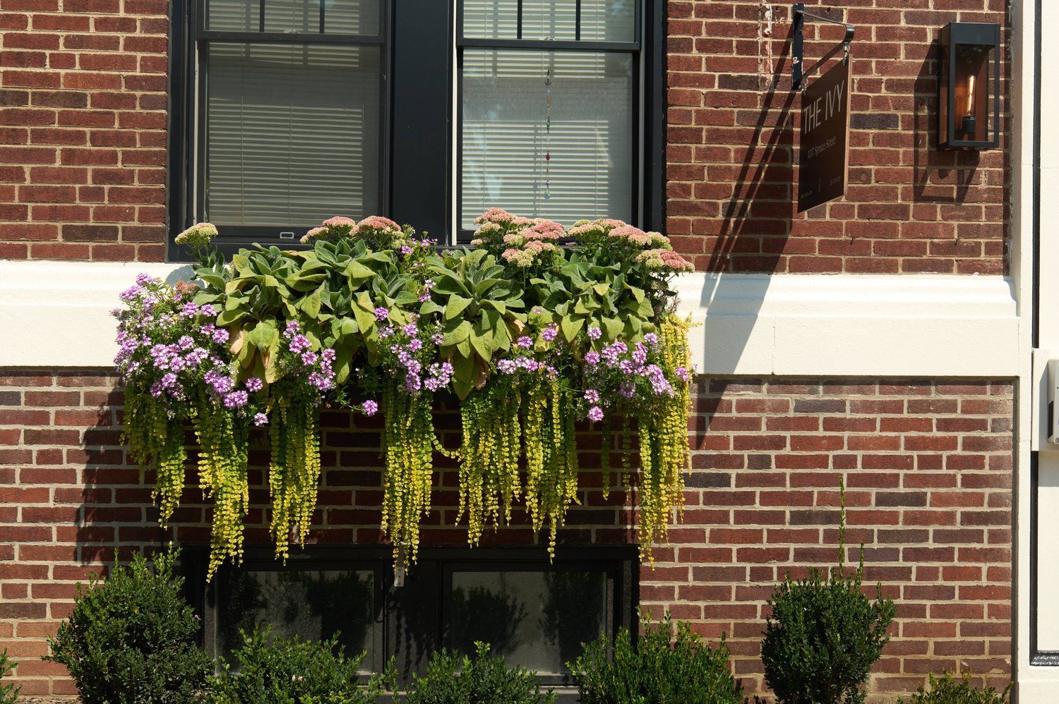 Exterior at The Ivy, University City