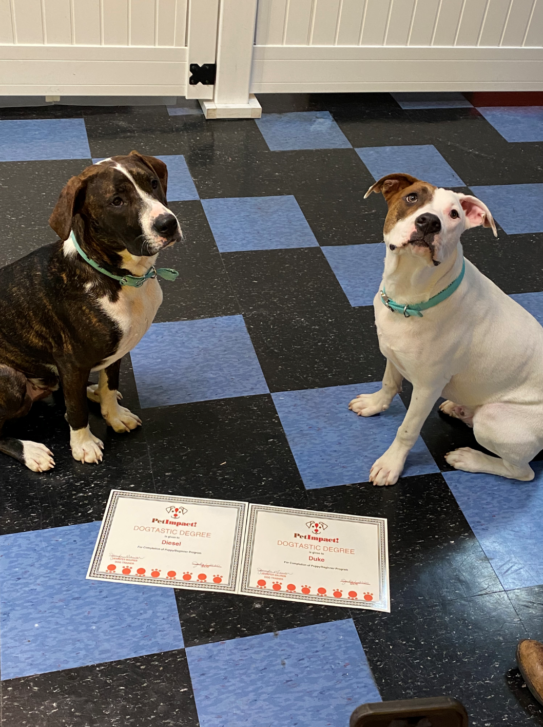 Two dogs sit near certificates on a checkered floor, looking at the certificates.