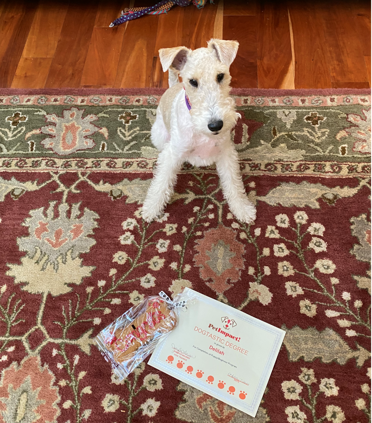 White terrier puppy sits on a red rug near a treat bag and a package with an orange logo.