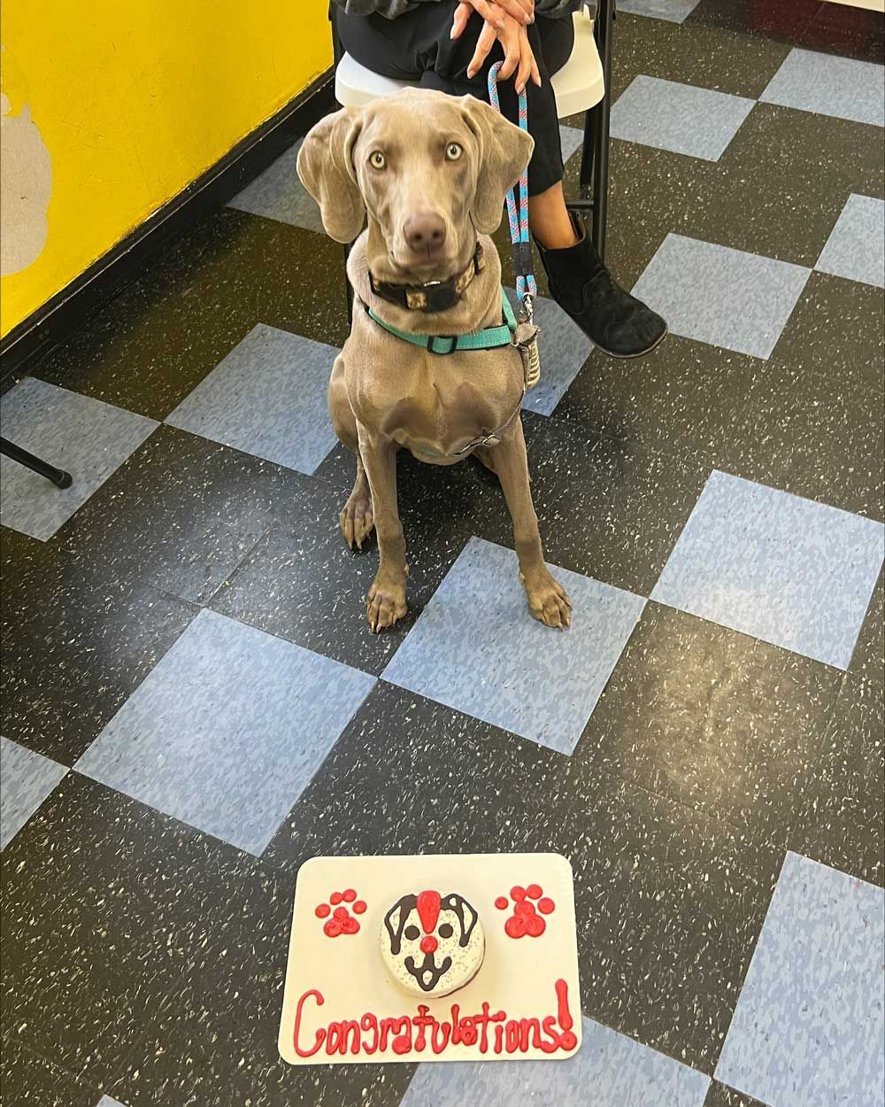 Dog and A Cake — St. Louis, MO — PetImpact!