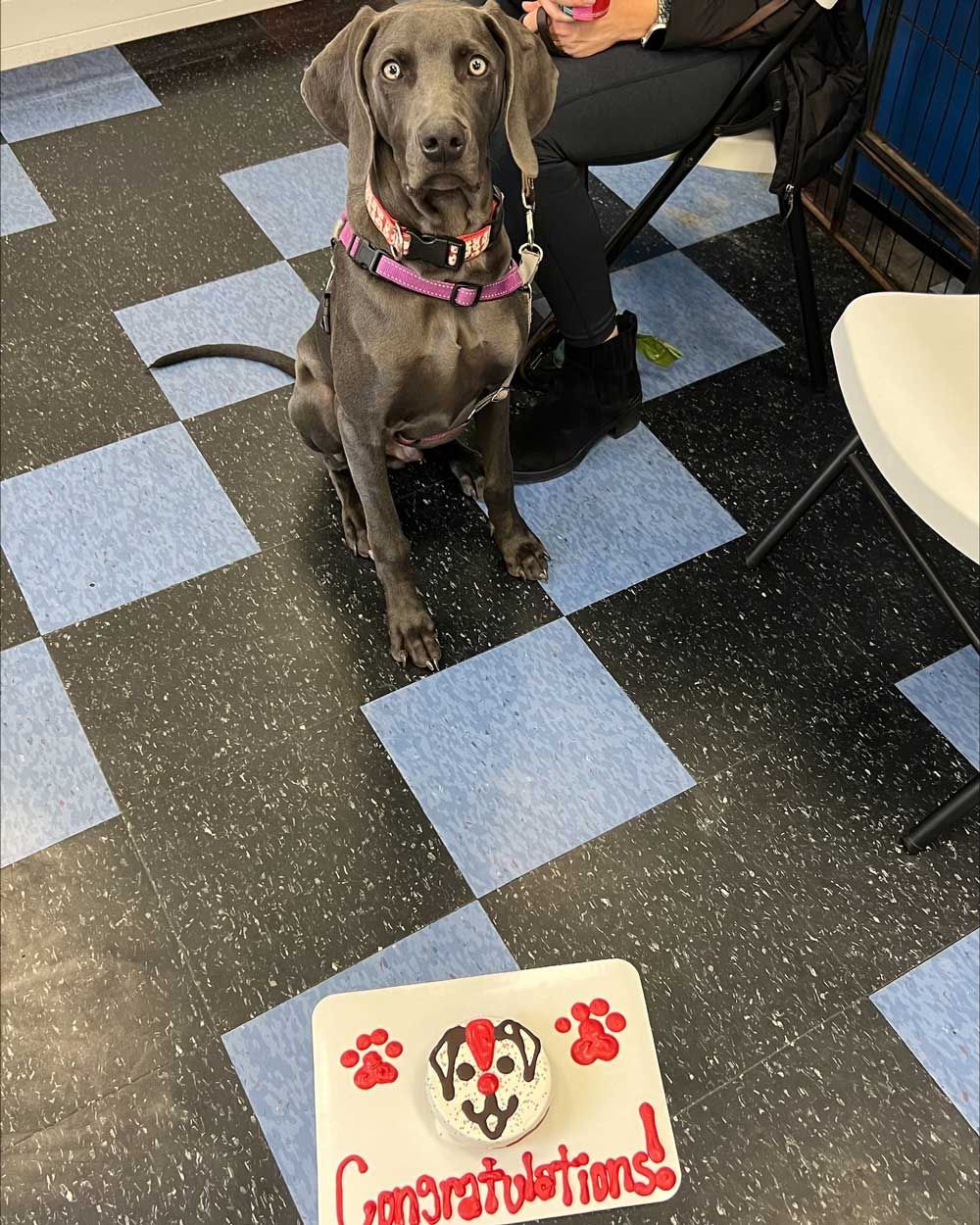 Dog with His Cake — St. Louis, MO — PetImpact!