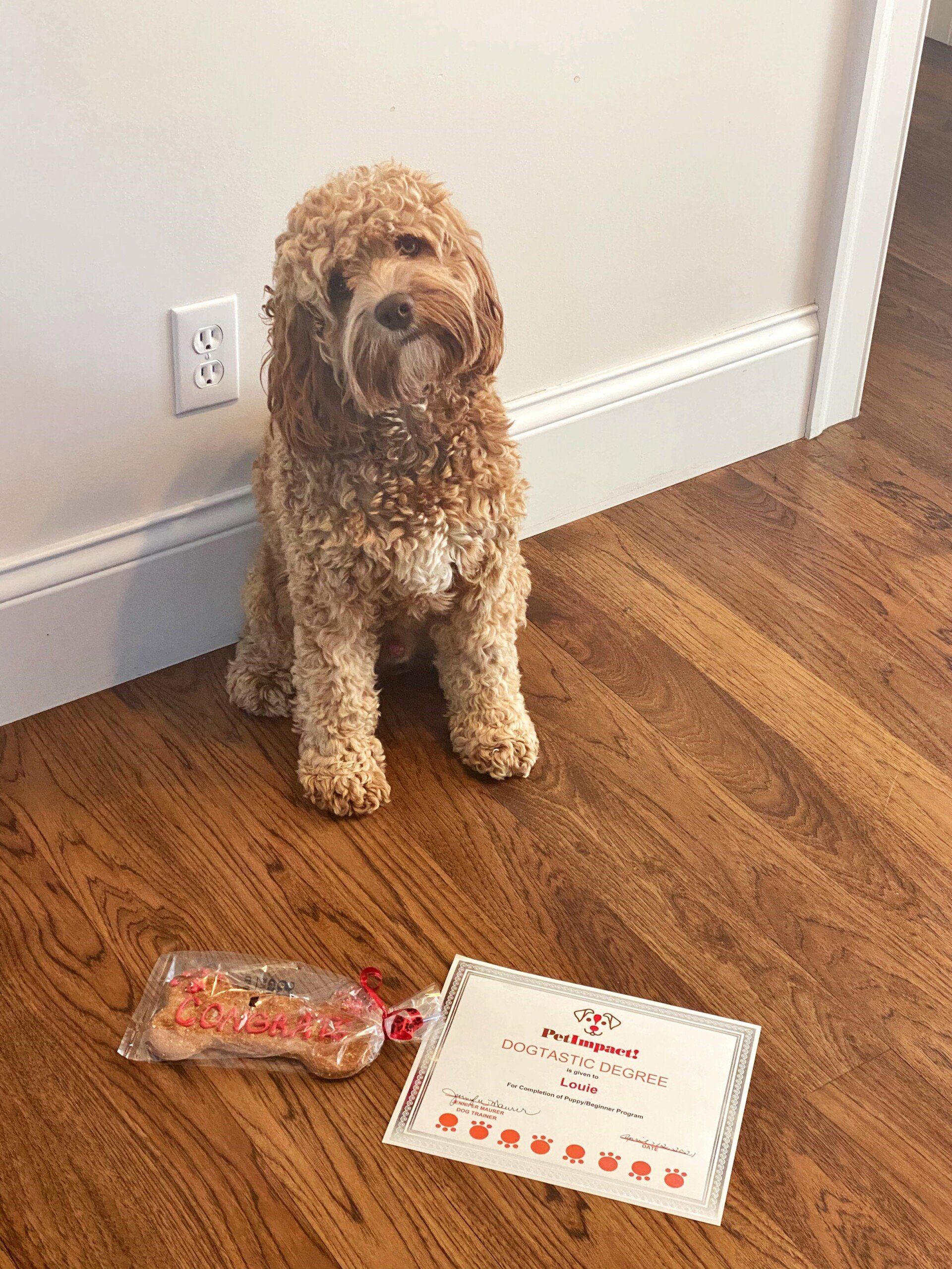 Golden doodle sits proudly beside a dog treat and certificate on a hardwood floor.