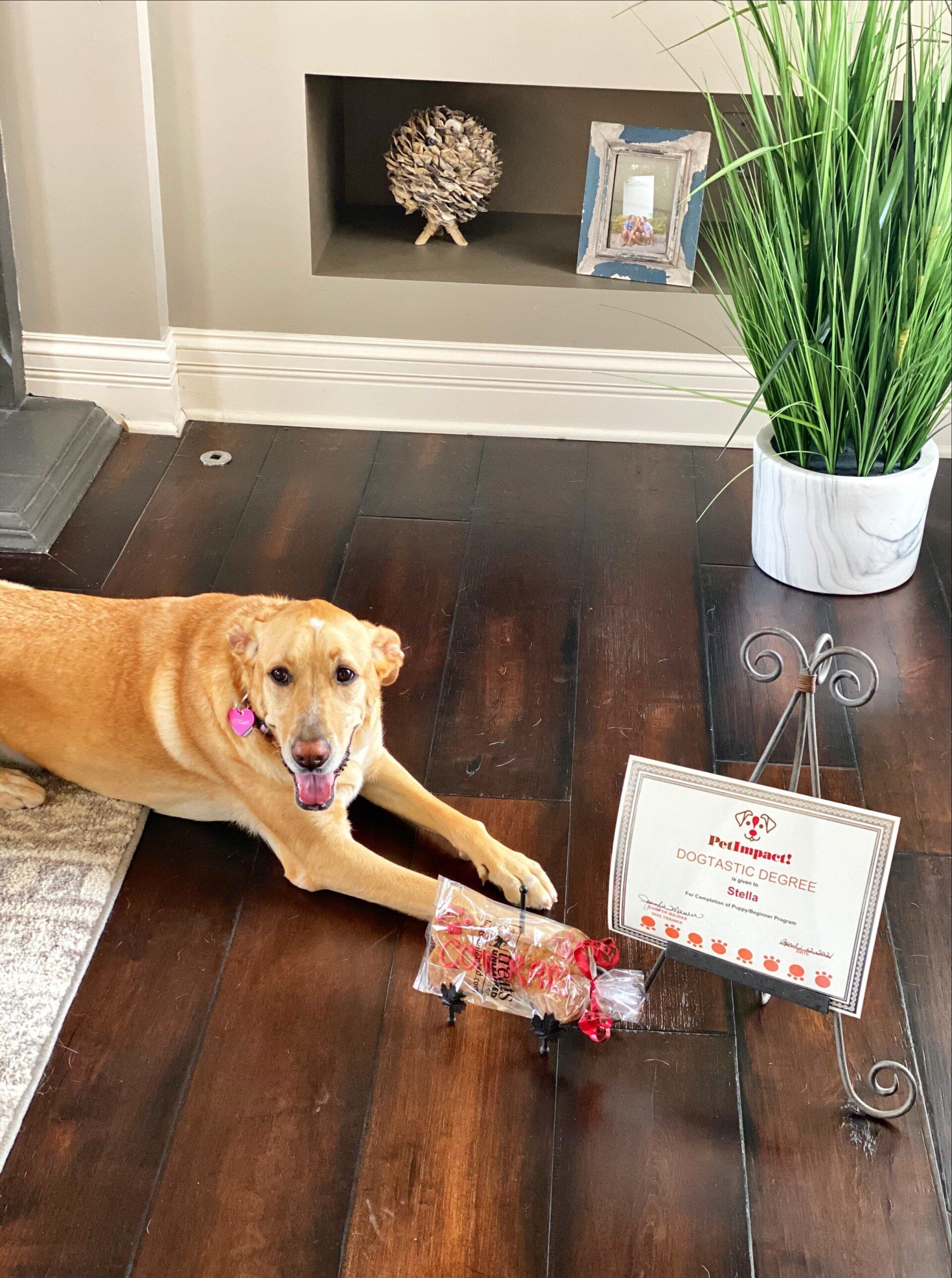 Yellow dog lying next to a framed certificate and a bag of treats on hardwood floor.