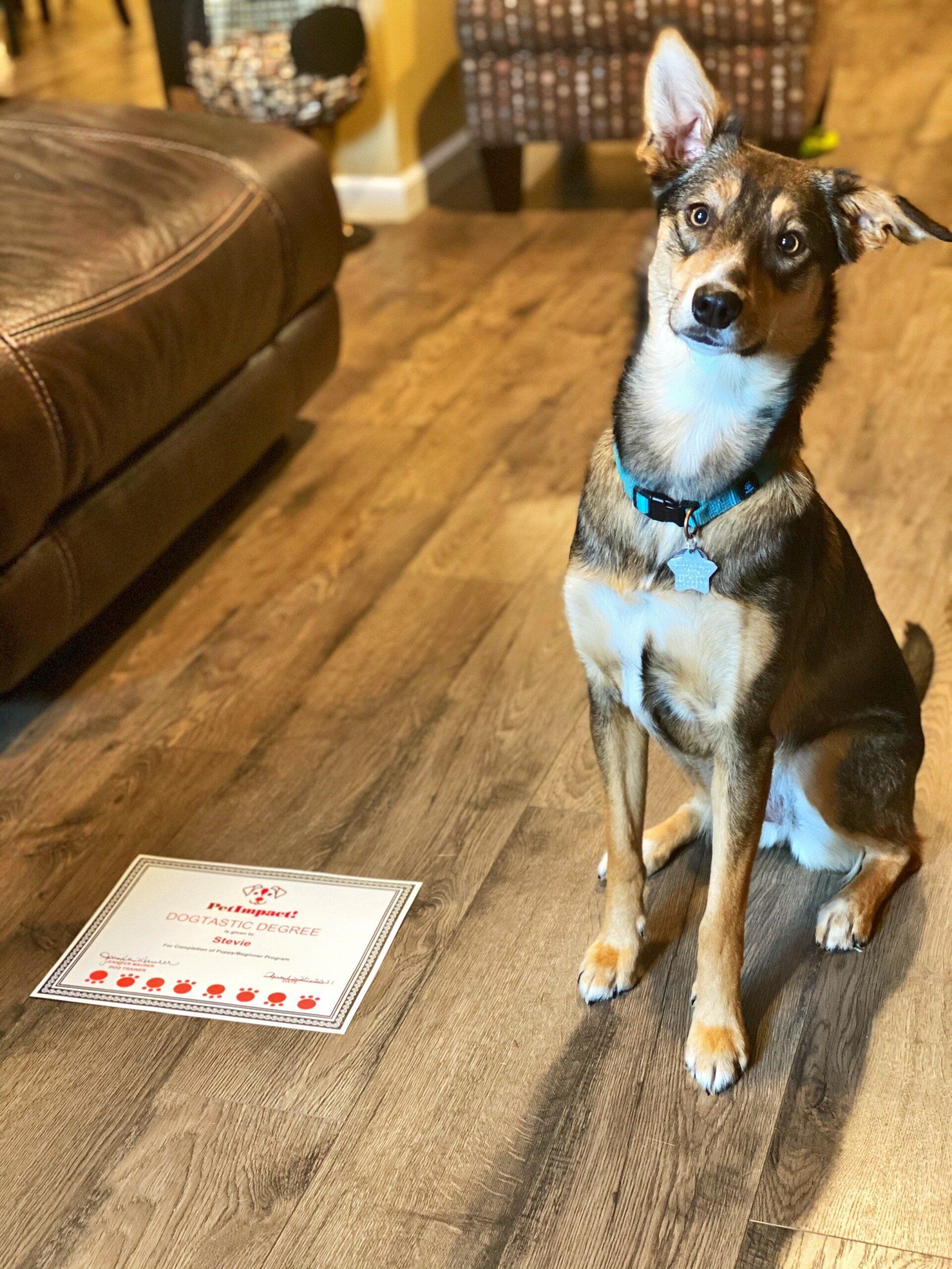 Dog sitting on a wood floor next to a certificate; it has brown and tan fur and is wearing a collar.