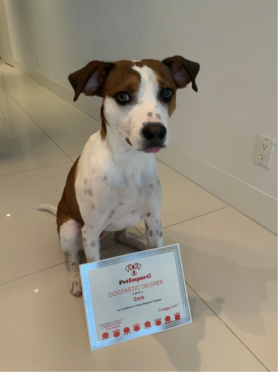 Dog sitting with a certificate, white and brown coat, slightly sticking out tongue. Indoors, tile floor.
