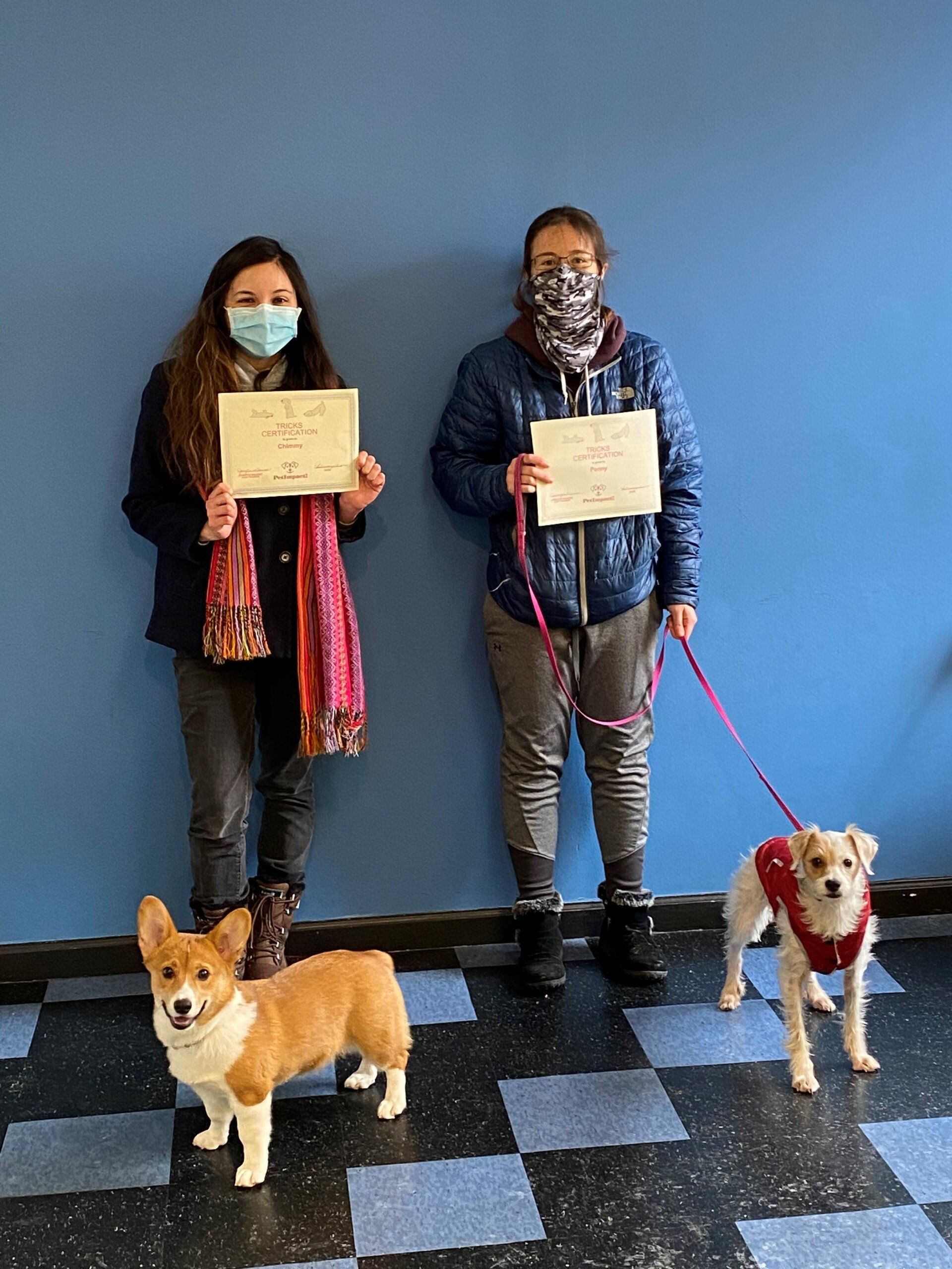Two people with dogs hold certificates against a blue wall. One dog is a corgi, the other is white.