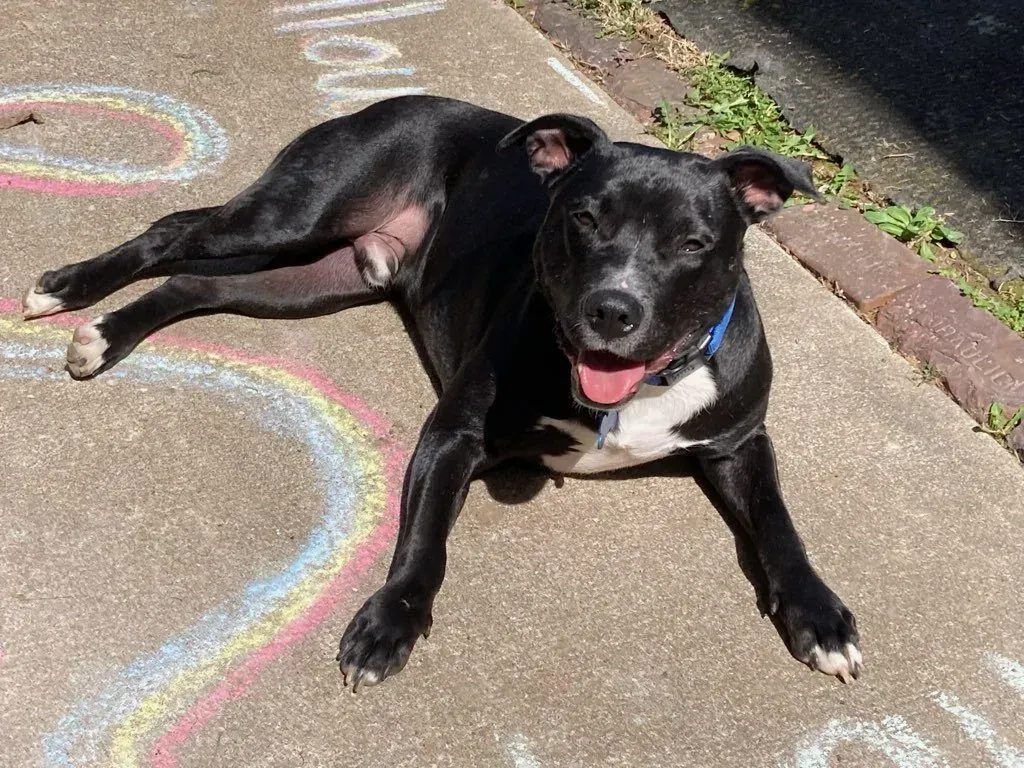 A happy black dog with a white chest patch lies on a sidewalk decorated with colorful chalk art.