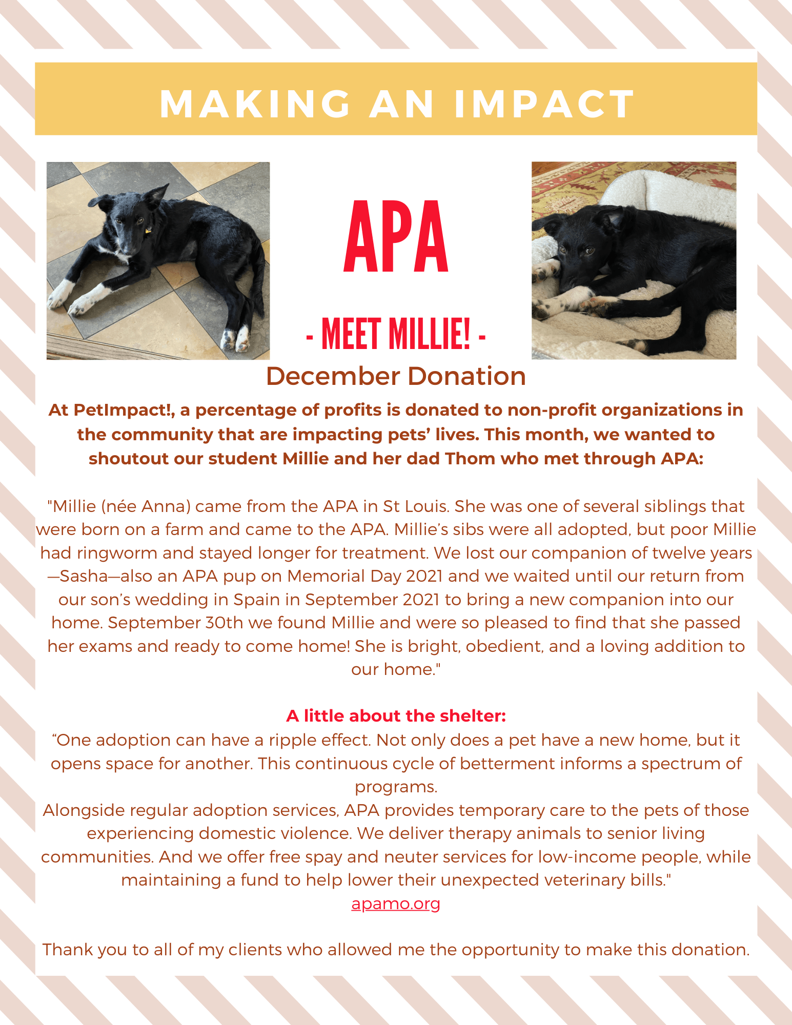 Flyer: APA spotlights a dog named Millie with photos, promoting December donations and their mission.