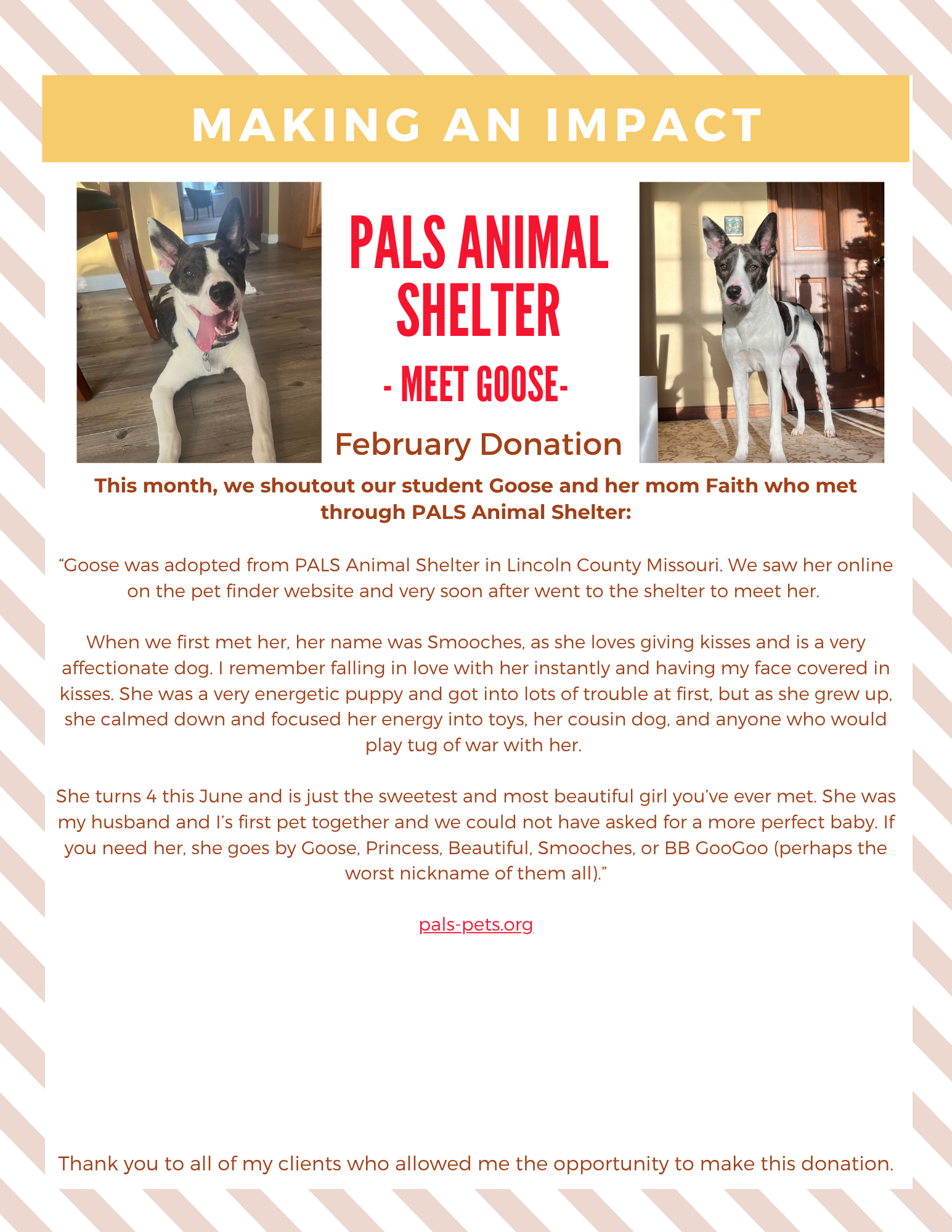 Newsletter about PALS Animal Shelter featuring photos of a dog named Goose and text about a February donation.