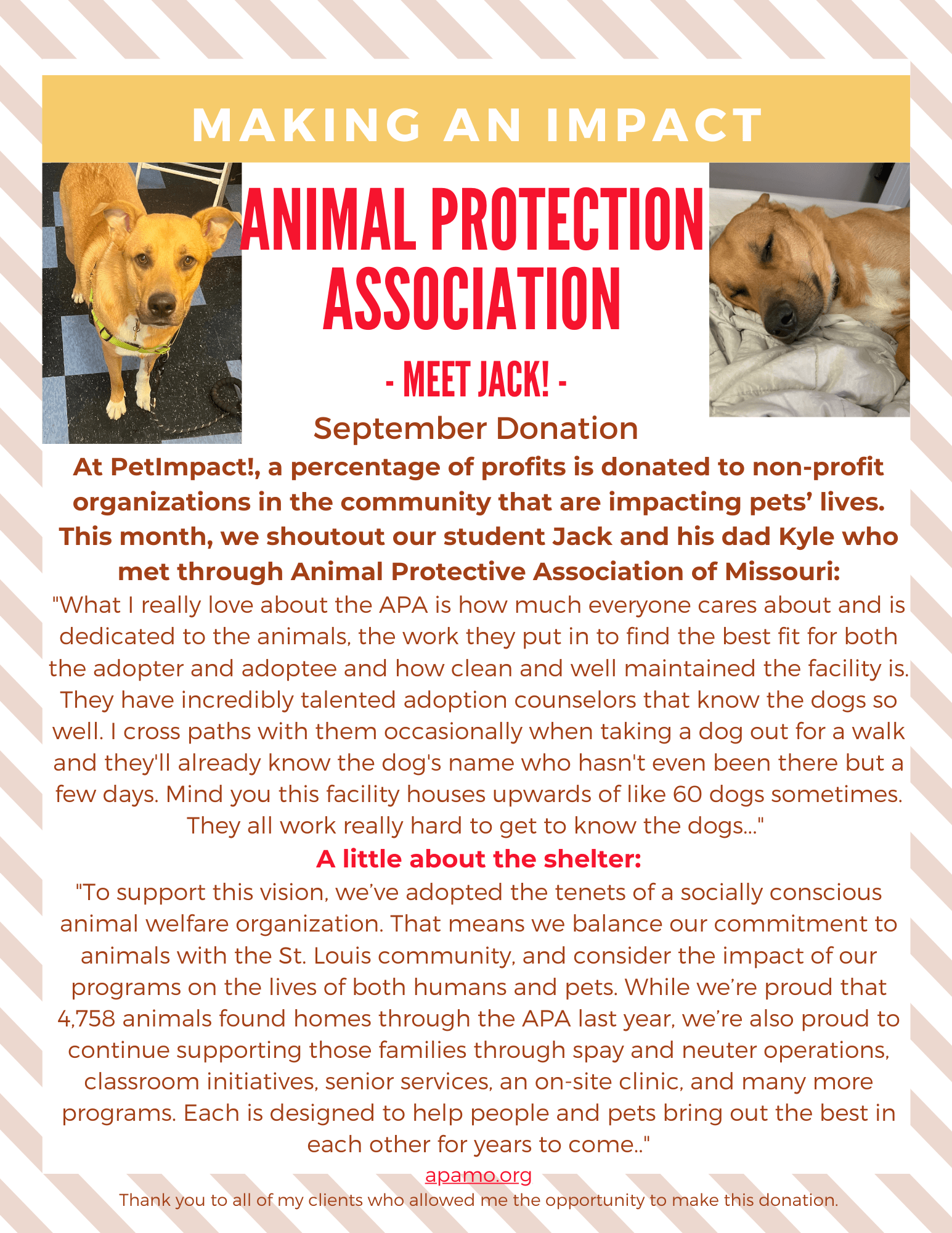 All About Paws Newspaper — St. Louis, MO — PetImpact! Dog Training