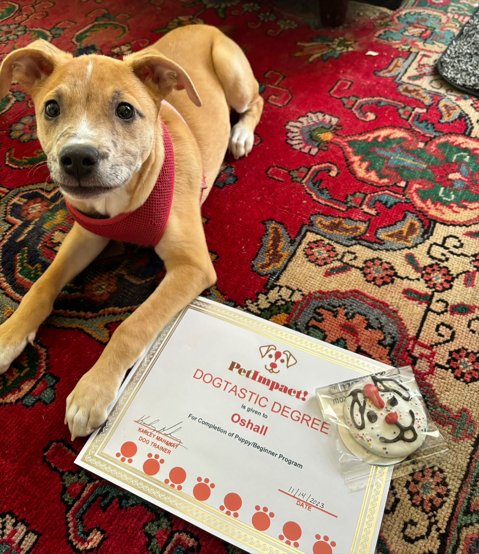 A proud-looking dog and a certificate — St. Louis, MO — PetImpact!
