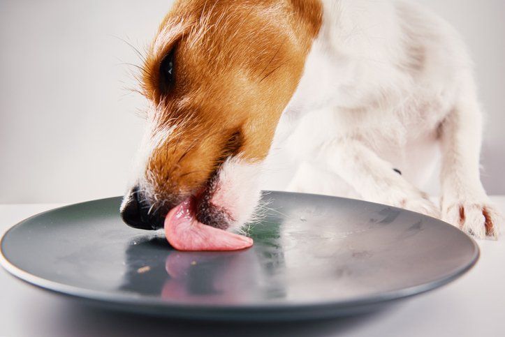 Dog Licking a Plate — St. Louis, MO — PetImpact! Dog Training