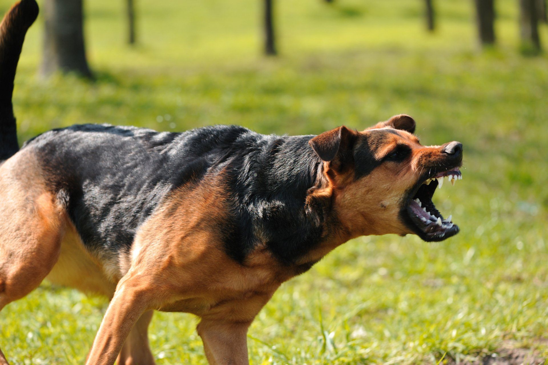 Aggressive Dog — St. Louis, MO — PetImpact! Dog Training
