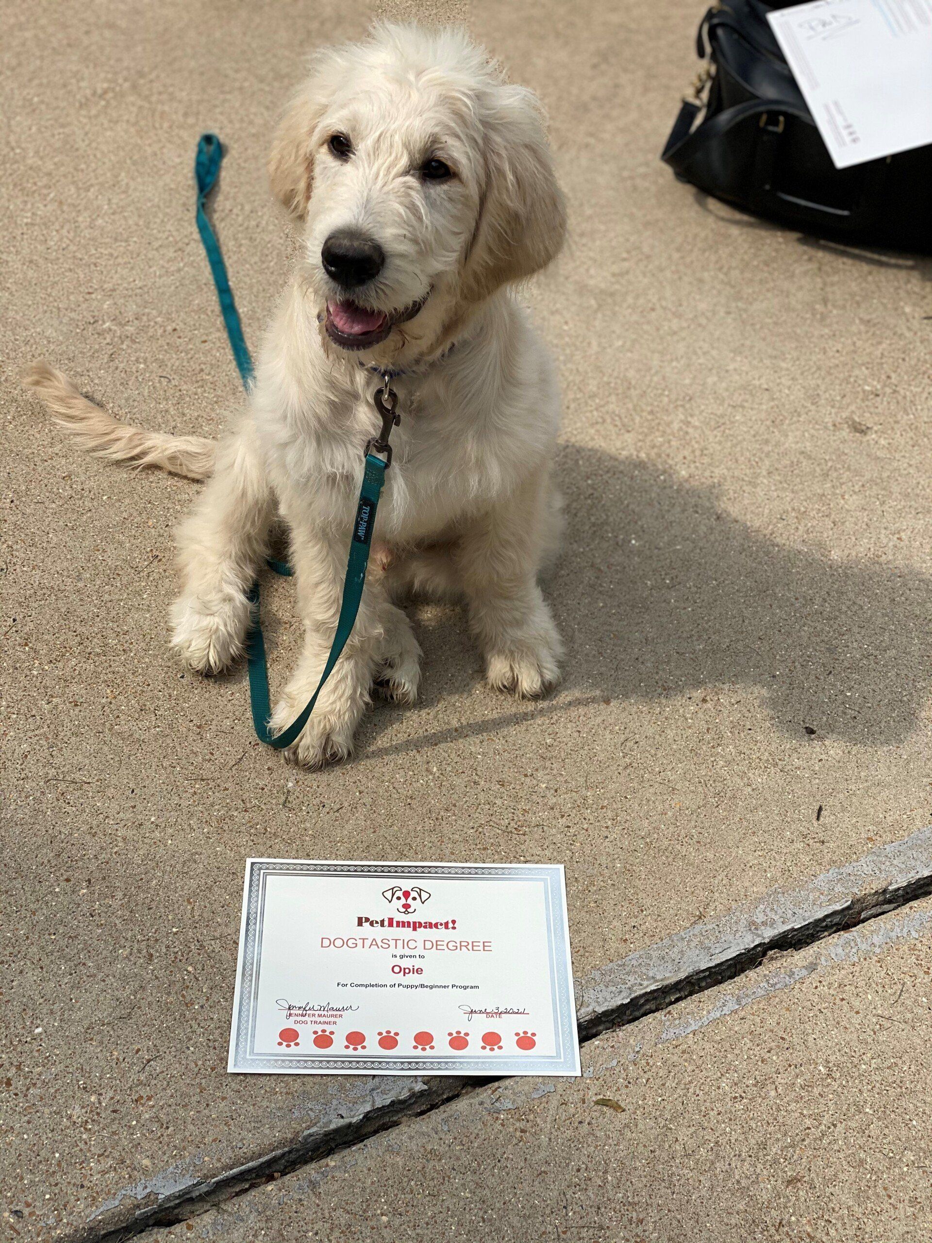 White Furry Dog — St. Louis, MO — PetImpact!