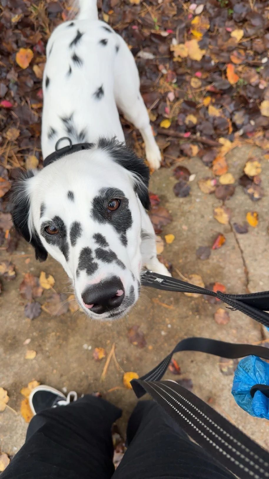 A spotted white dog with black ears looks up at the camera while on a leash, standing on a ground covered with autumn leaves.