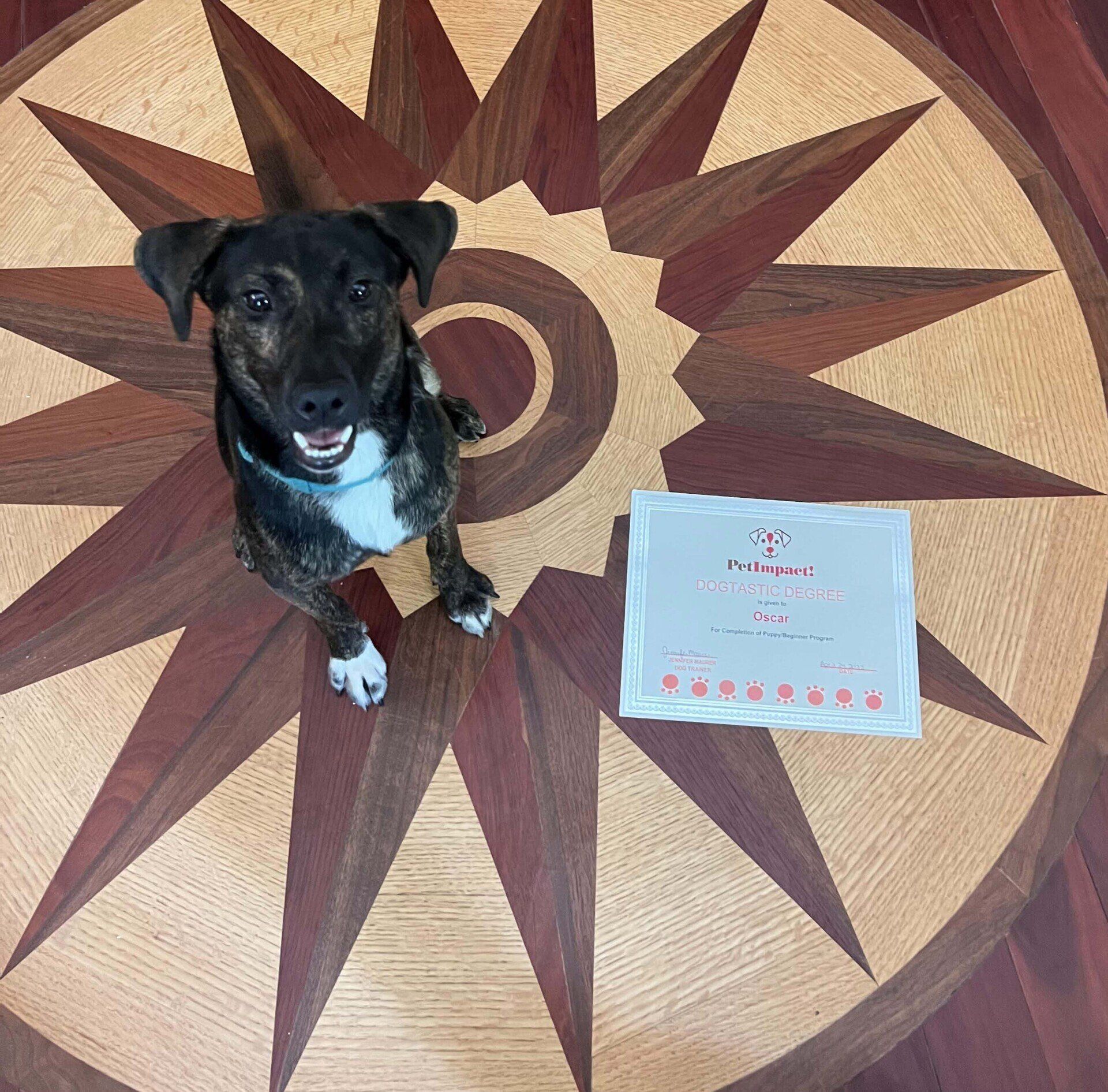 Dog with white chest and paws sitting on patterned wooden floor next to a white box.
