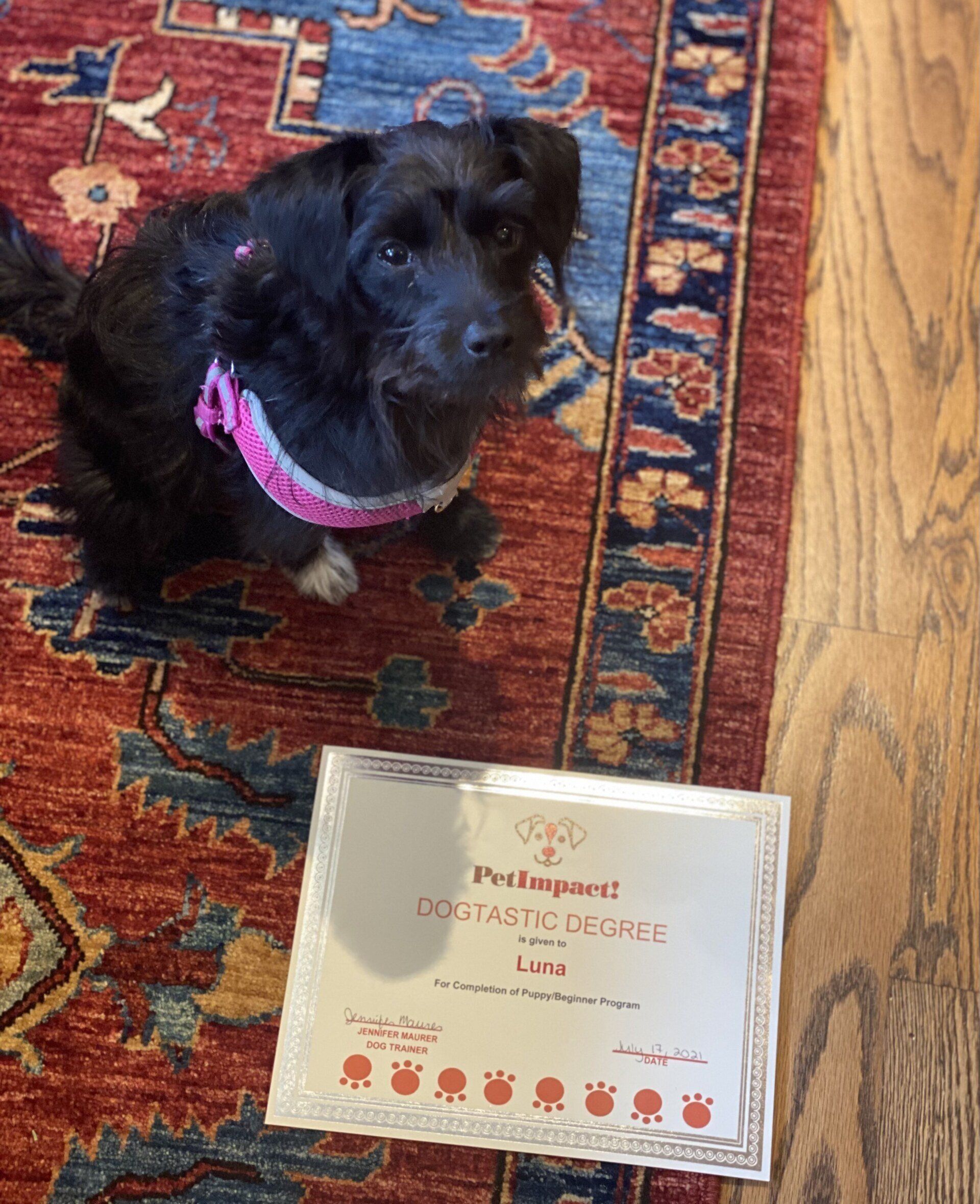 Luna The Dog Graduate — St. Louis, MO — PetImpact!