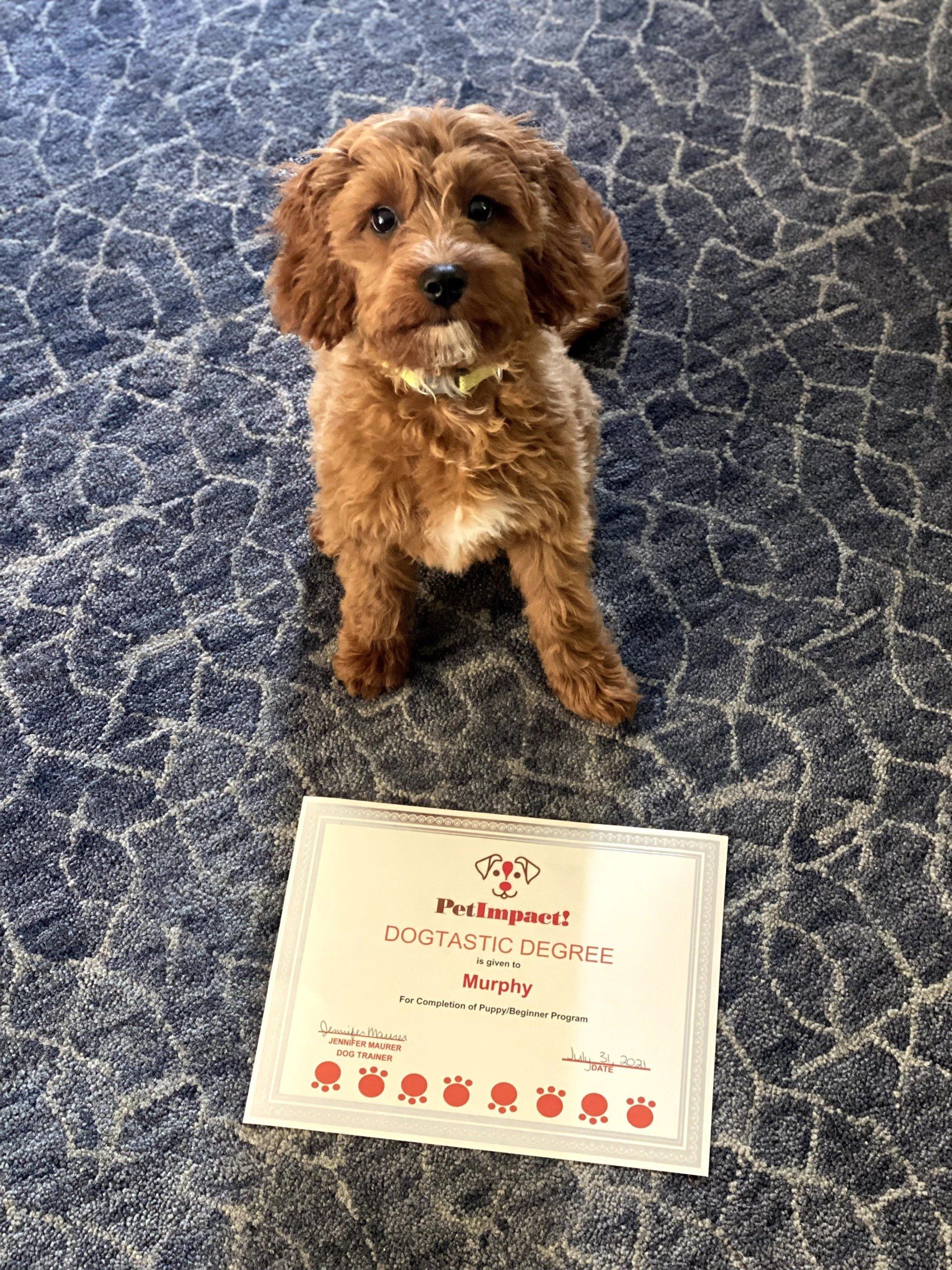 Murphy The Dog Graduate — St. Louis, MO — PetImpact!