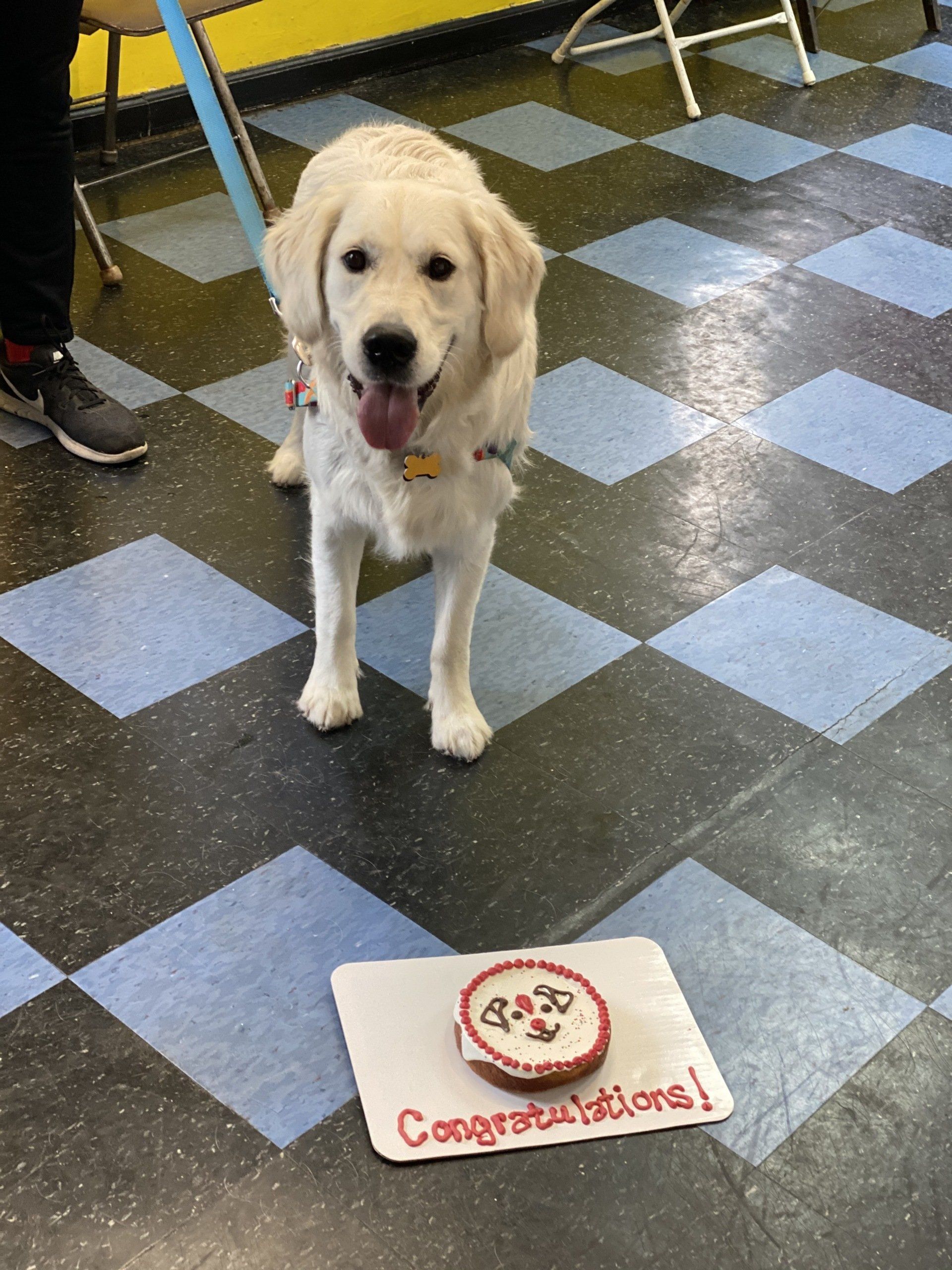 Golden retriever smiles near a small cake that says 