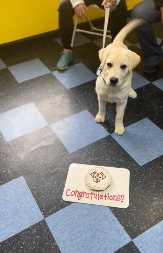 Yellow lab puppy stands near a decorated treat on a sign that reads 